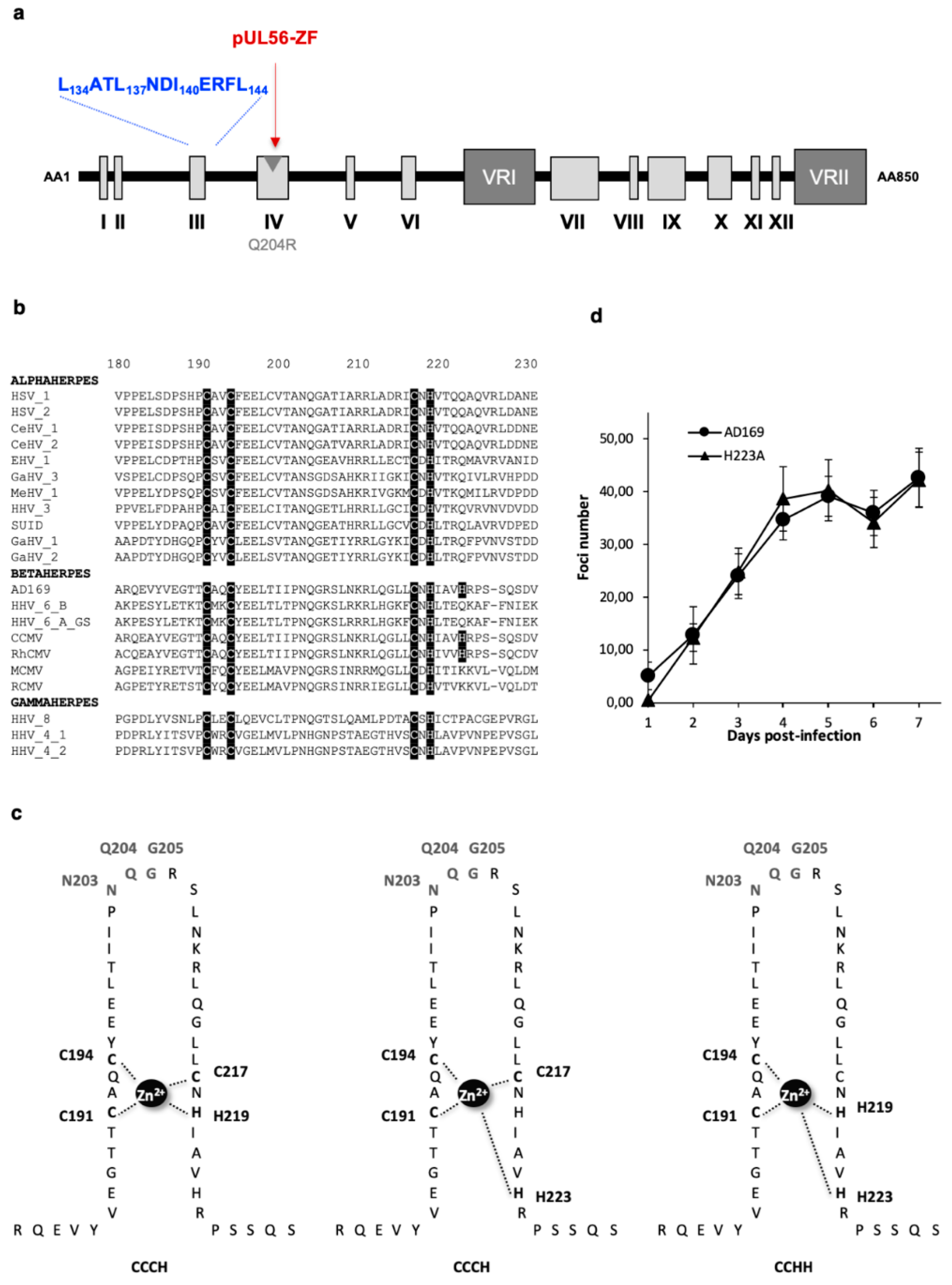 Viruses 11 01093 g003 Viruses 11 01093 g003