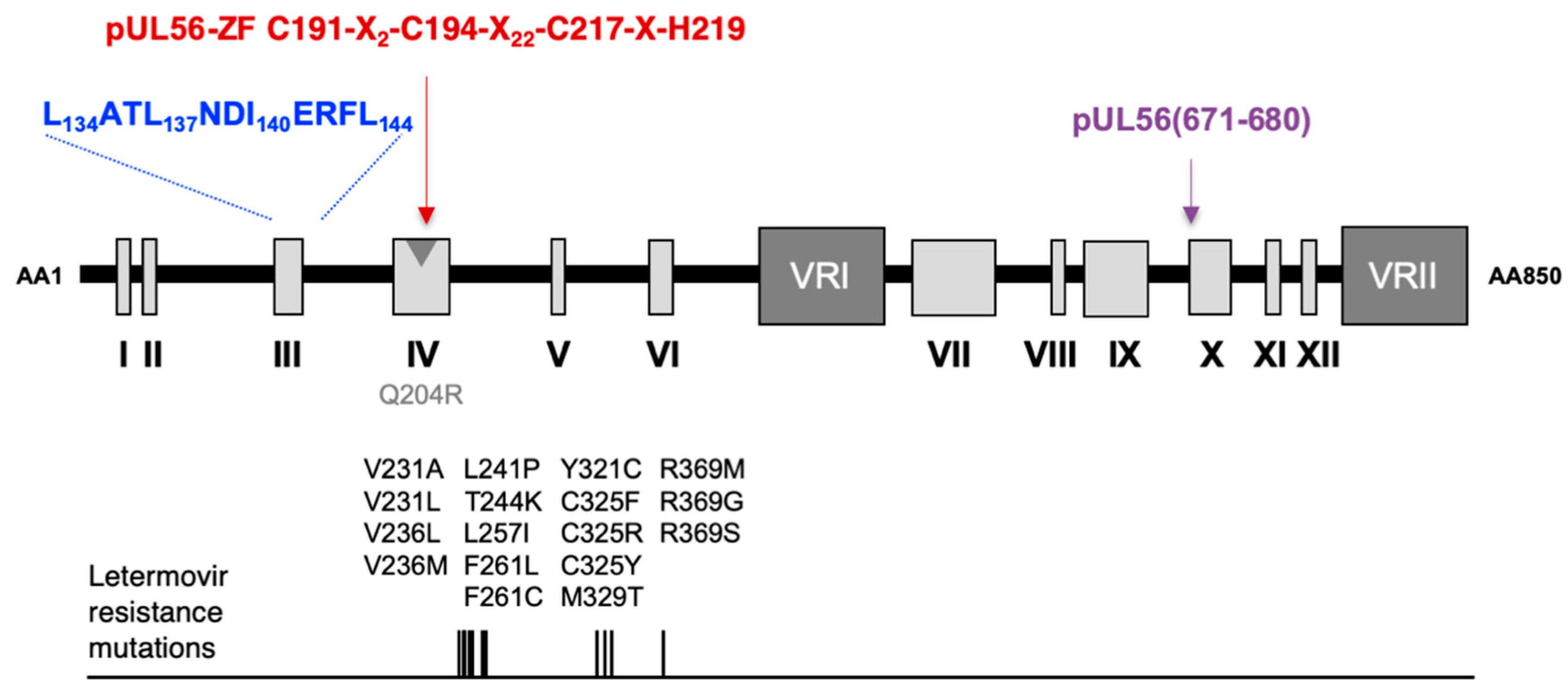 Viruses 11 01093 g004 Viruses 11 01093 g004
