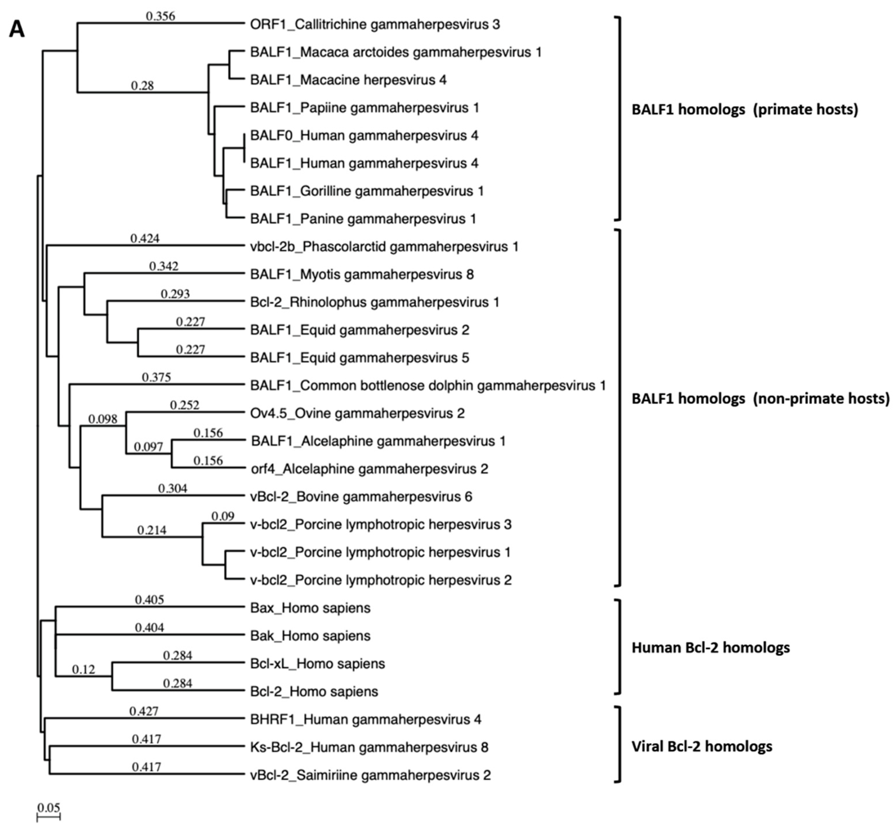 Viruses 11 01099 g001a Viruses 11 01099 g001a