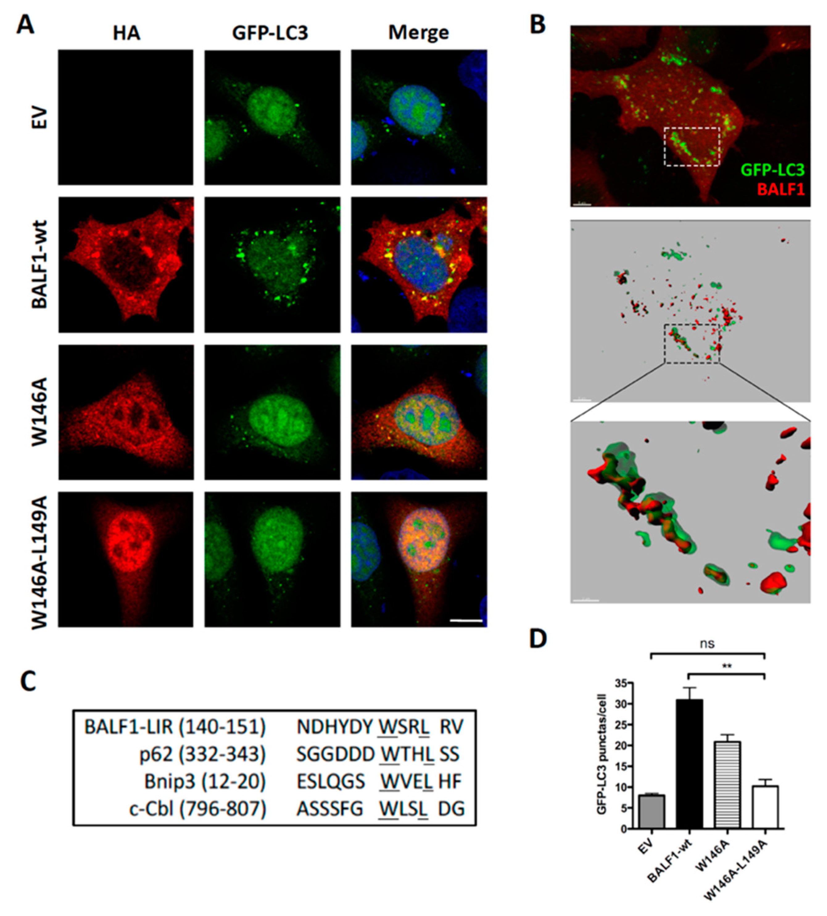 Viruses 11 01099 g005 Viruses 11 01099 g005