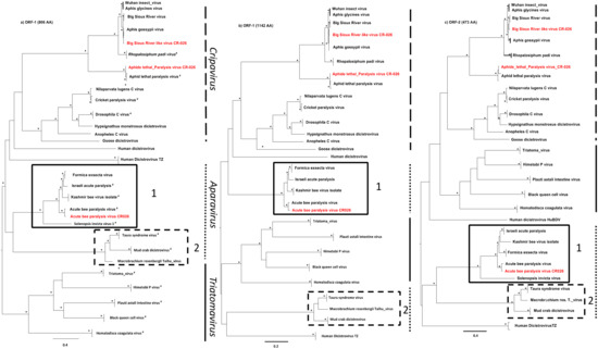 Next-Generation Sequencing on Insectivorous Bat Guano: An Next-Generation Sequencing on Insectivorous Bat Guano: An