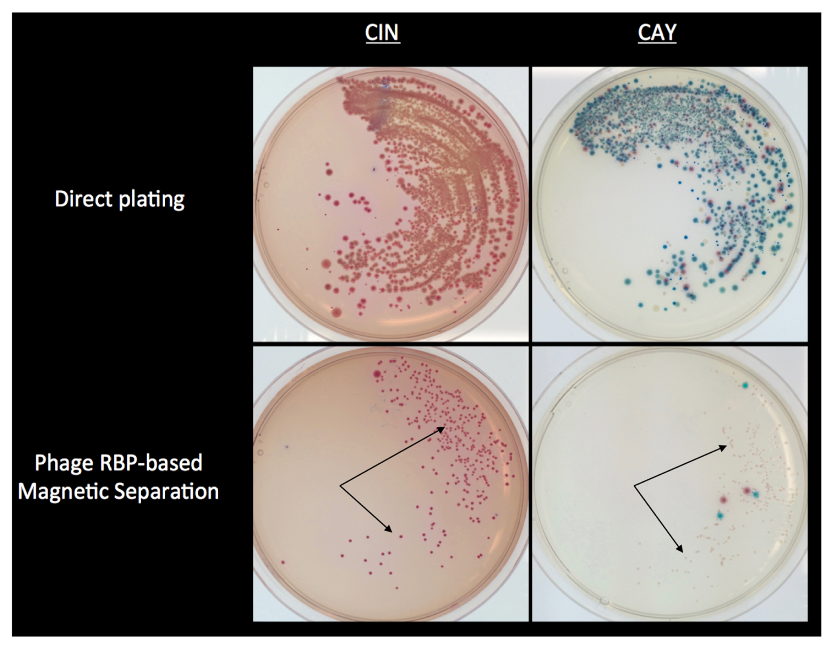 Viruses 11 01105 g002 Viruses 11 01105 g002