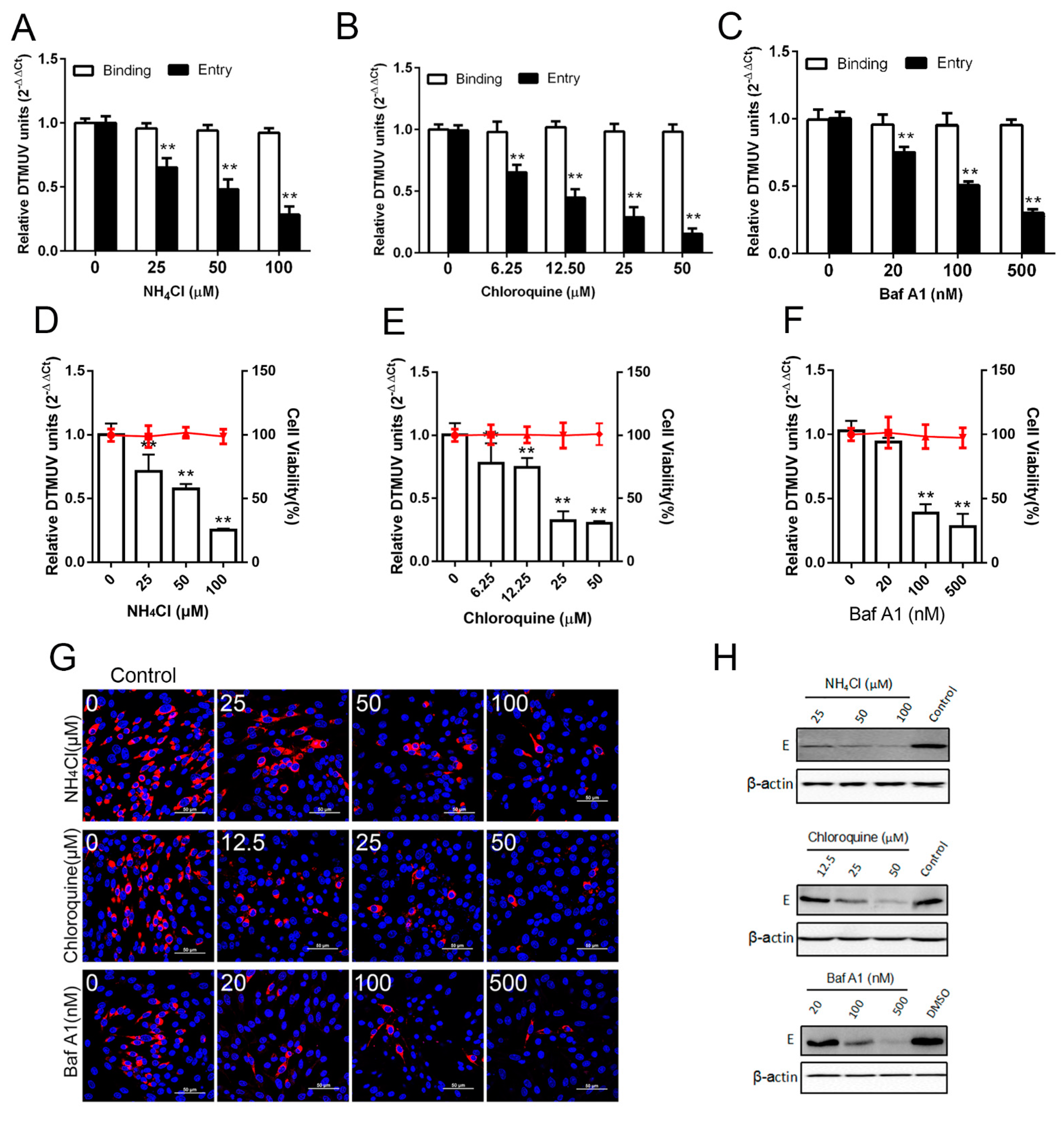 Viruses 11 01112 g001