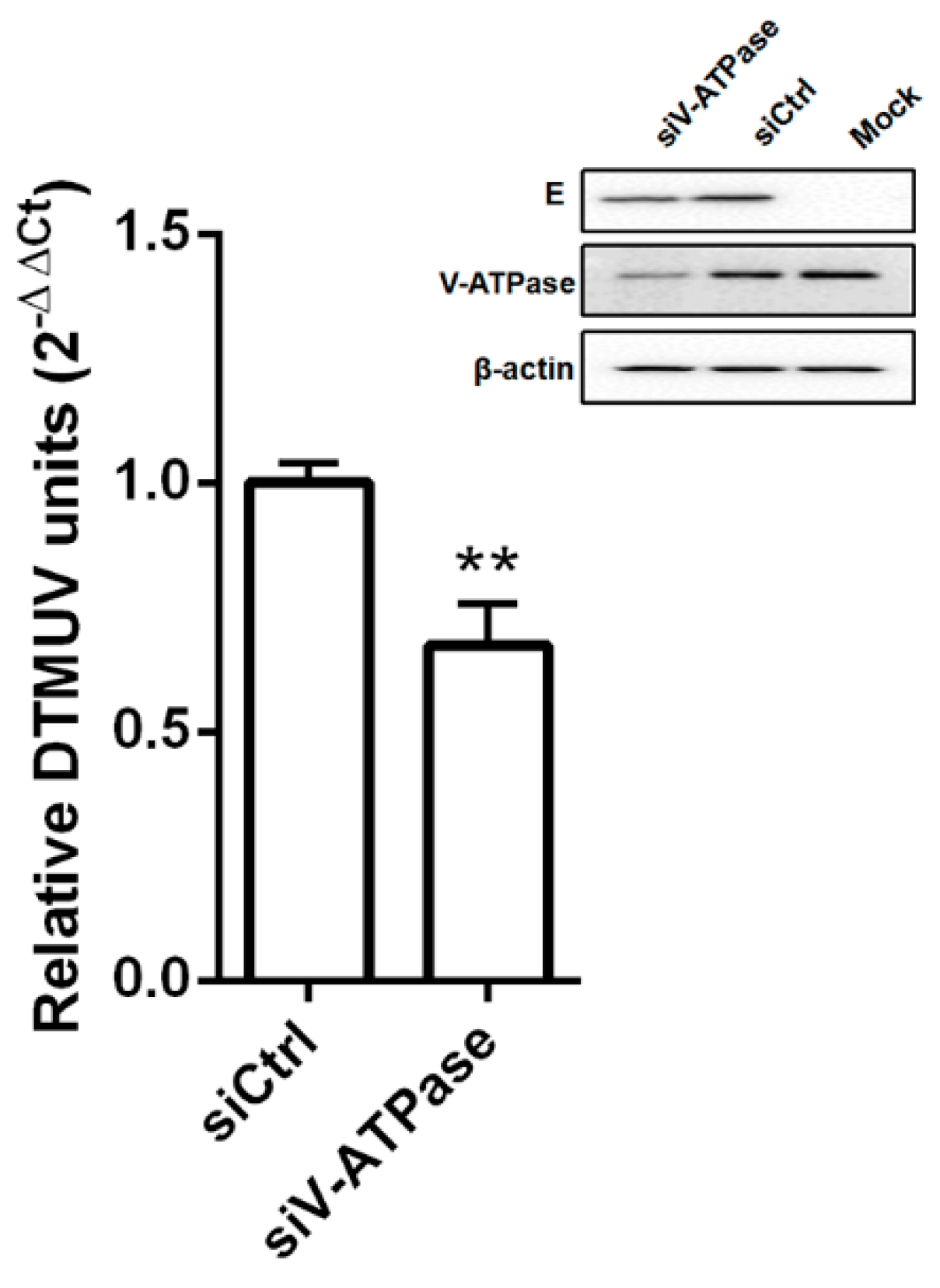 Viruses 11 01112 g002