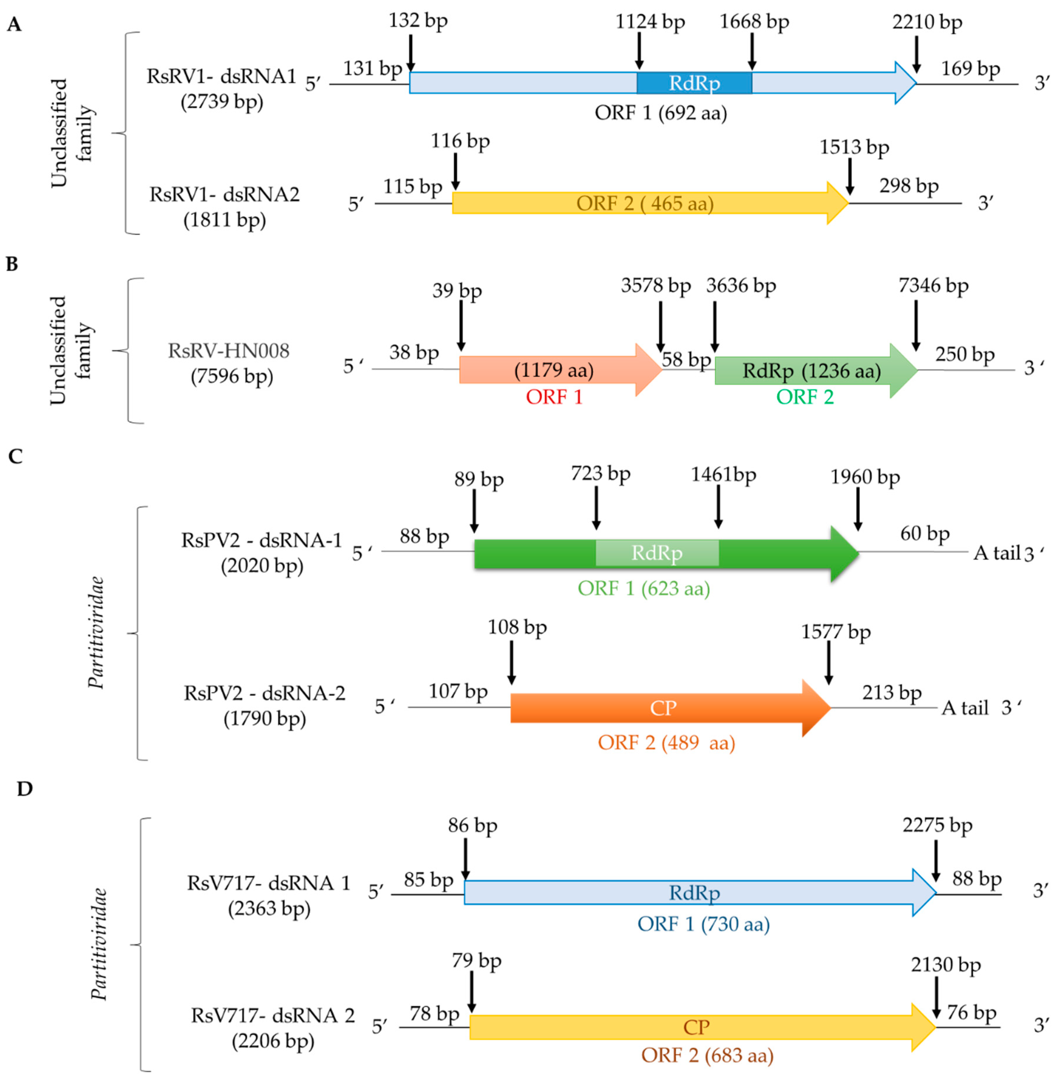 Viruses Free Full Text Viruses Infecting The Plant Pathogenic Fungus Rhizoctonia Solani Html