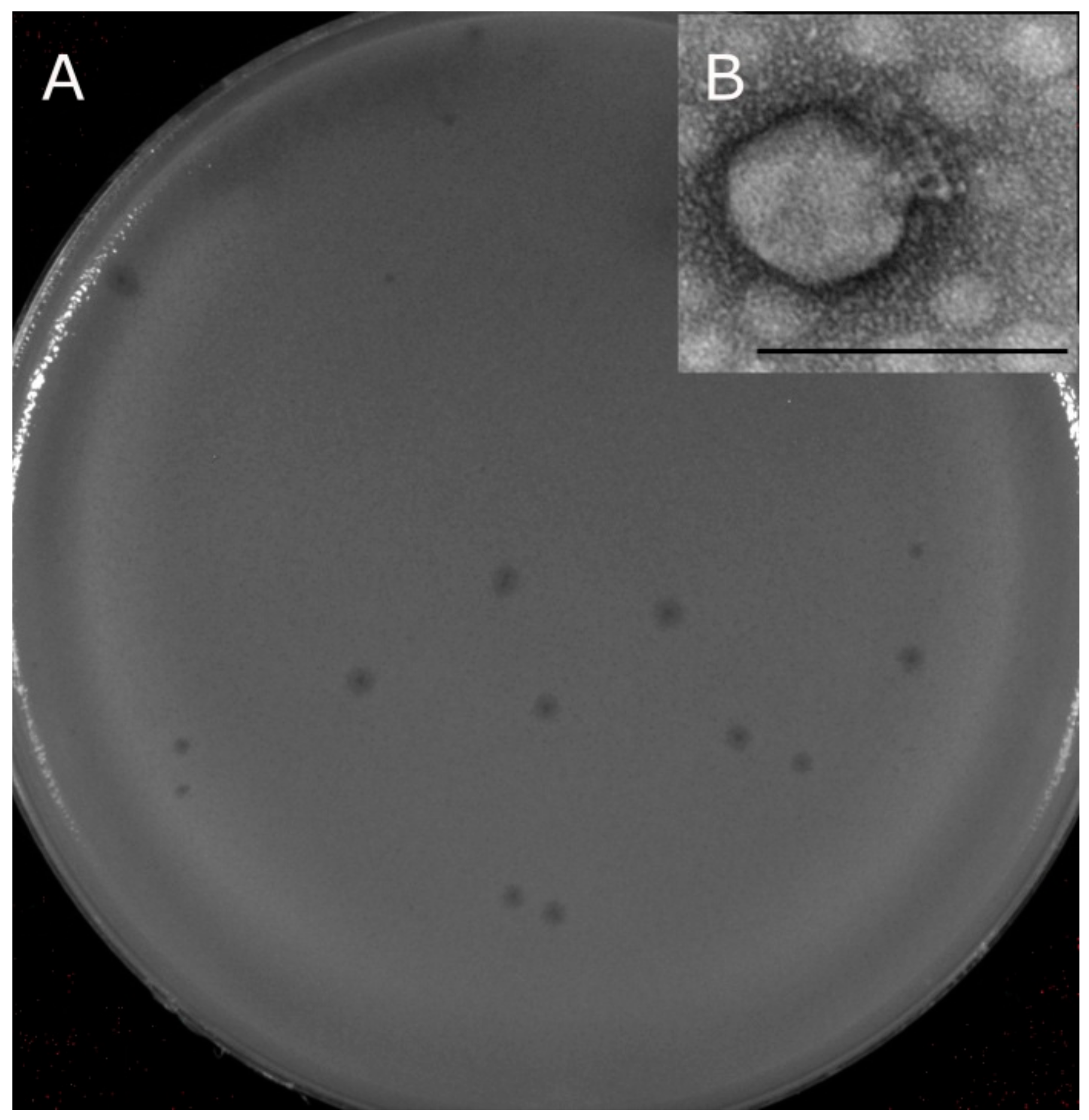 Viruses 11 01115 g002 Viruses 11 01115 g002