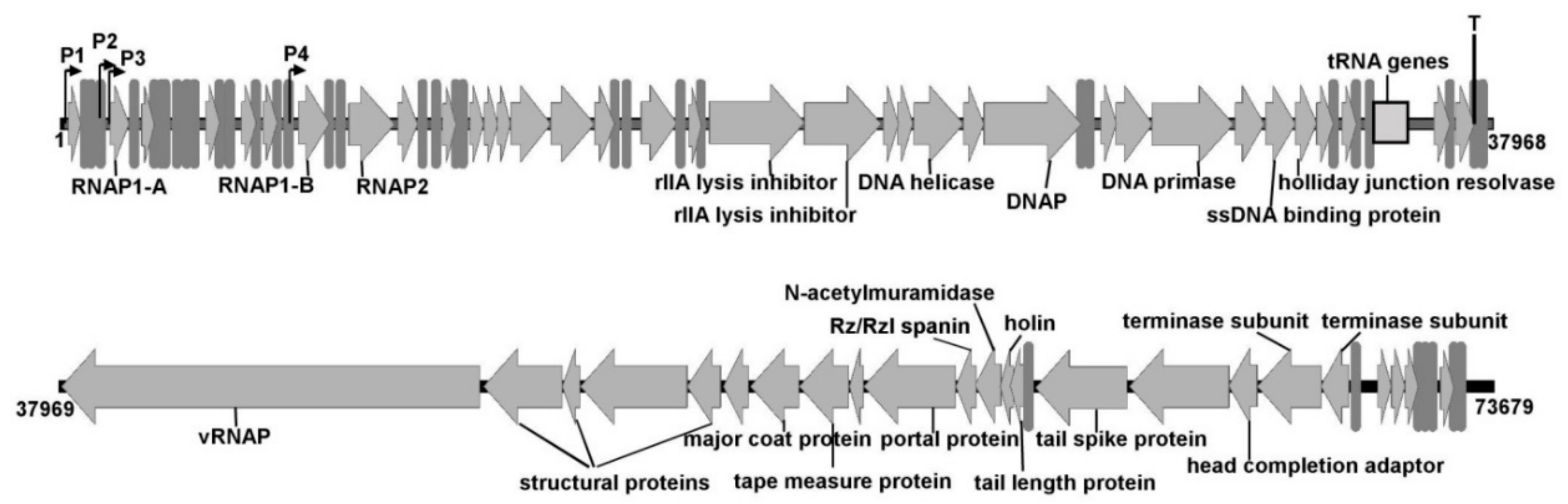 Viruses 11 01115 g004 Viruses 11 01115 g004