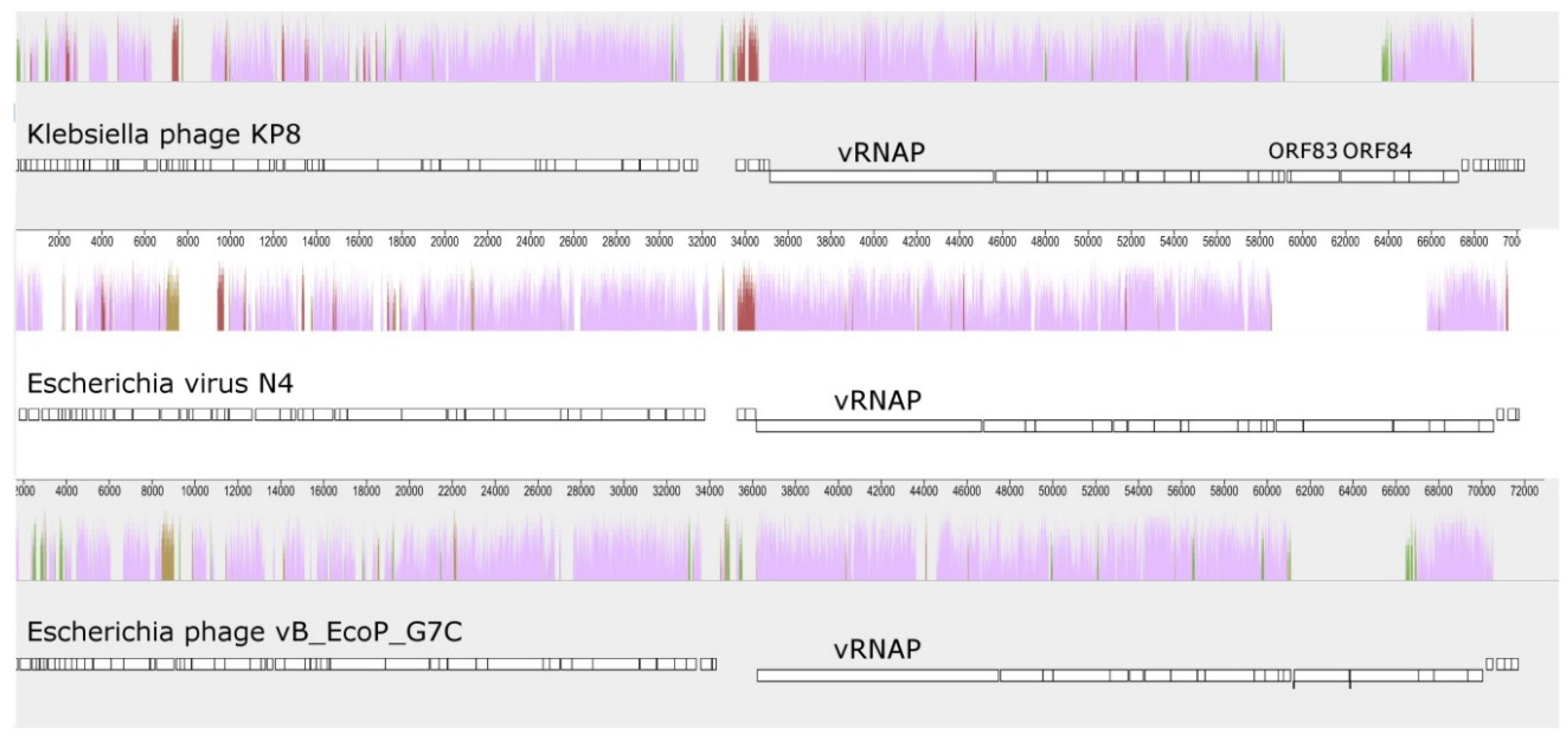 Viruses 11 01115 g005 Viruses 11 01115 g005