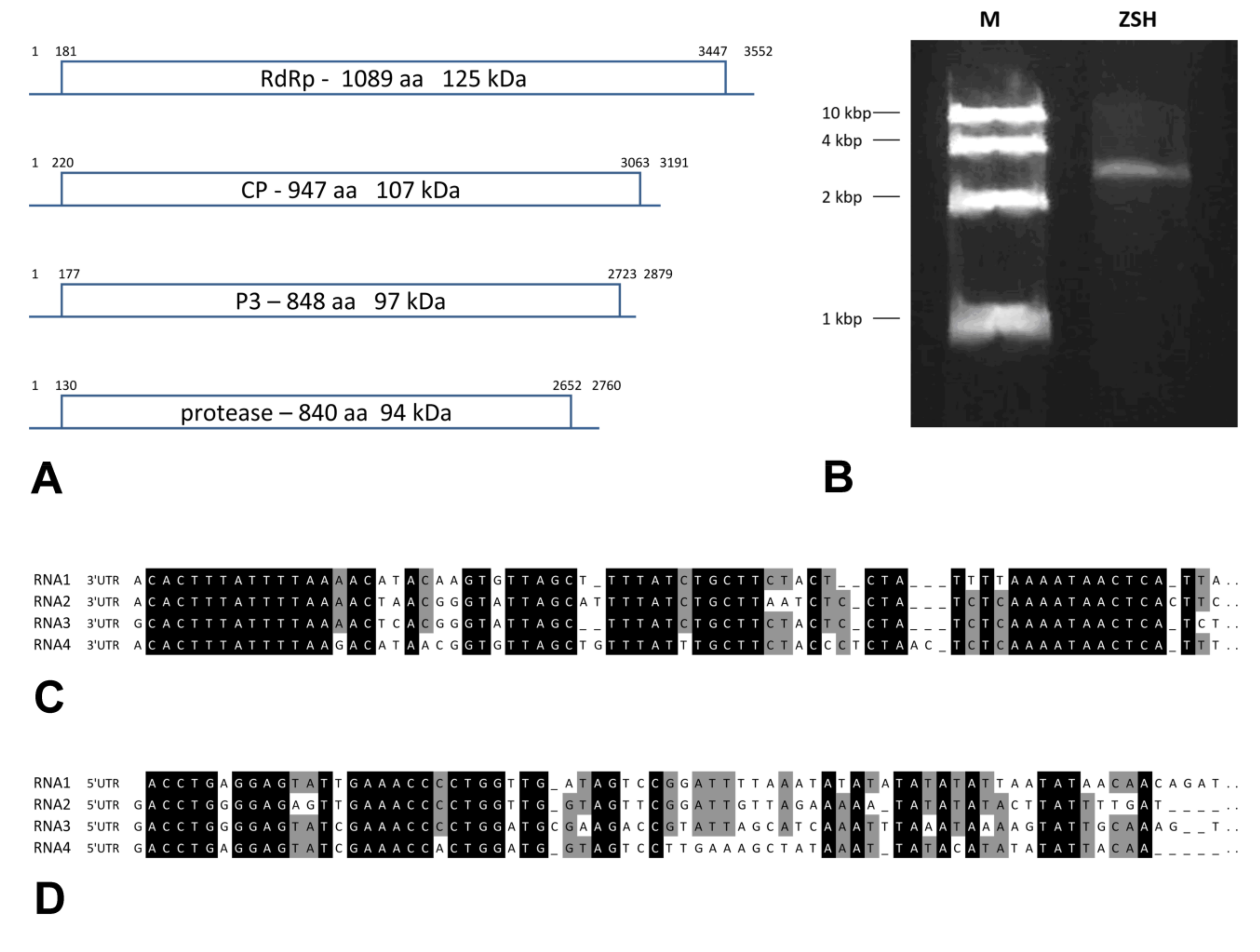 Viruses 11 01120 g001