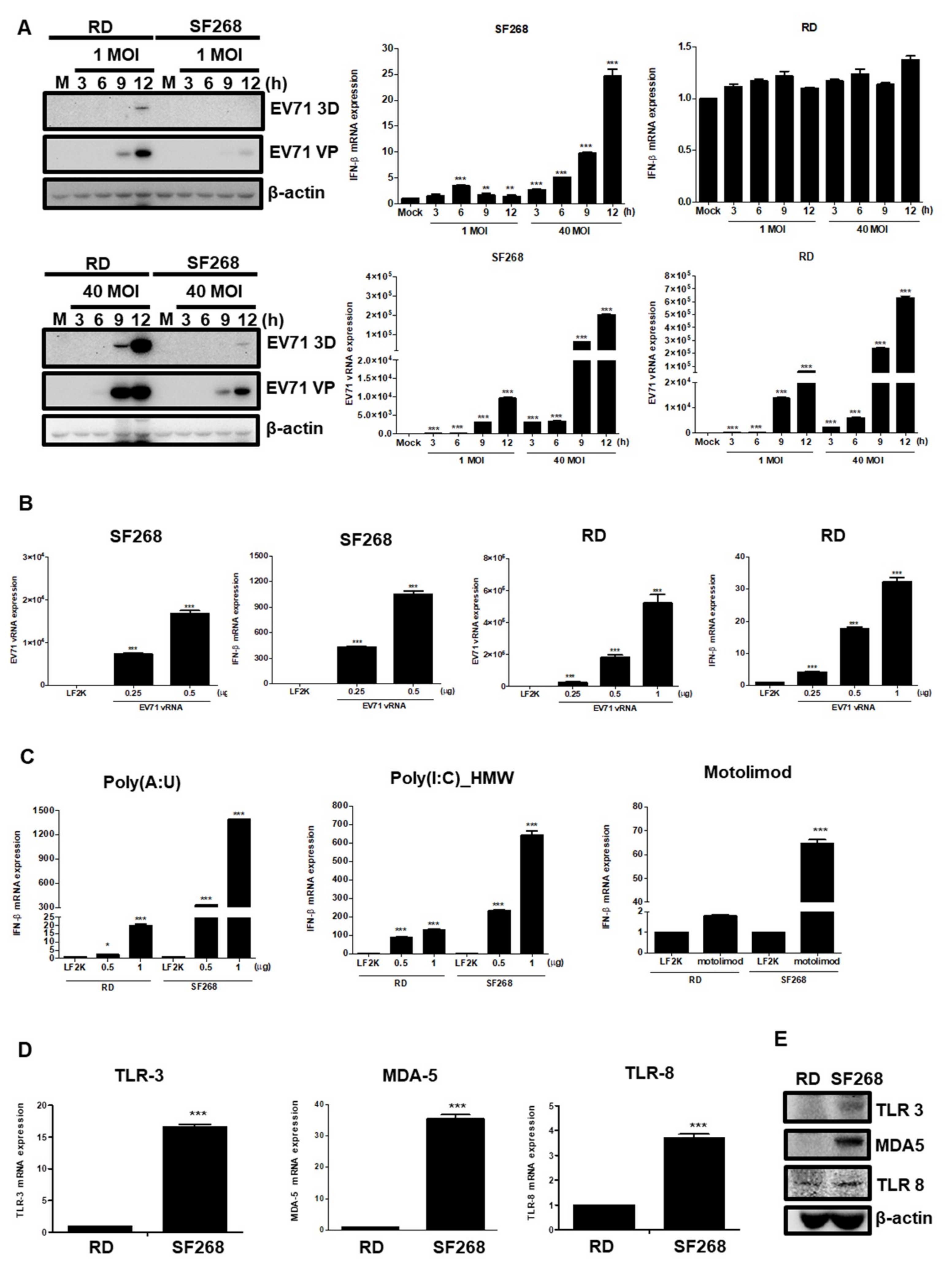 Viruses 11 01121 g005