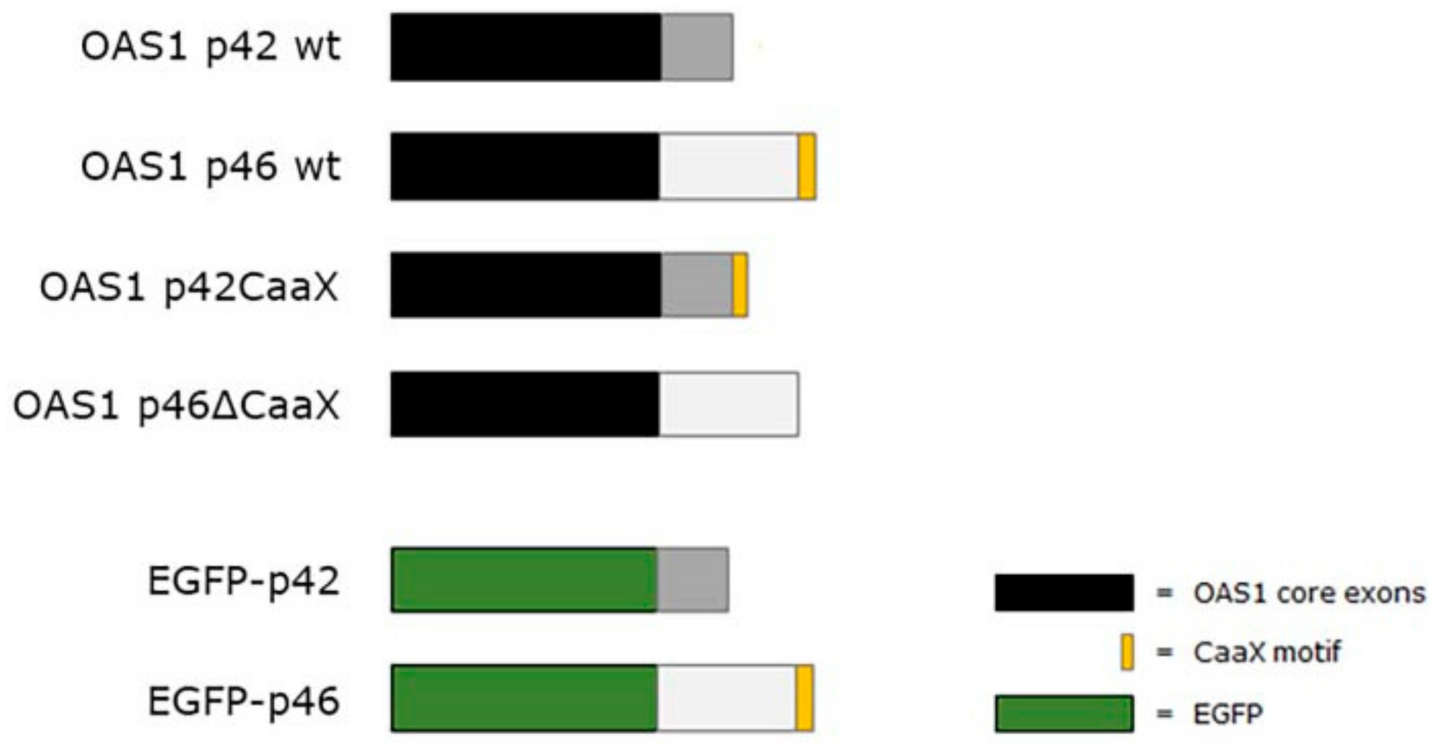 Viruses 11 01122 g001