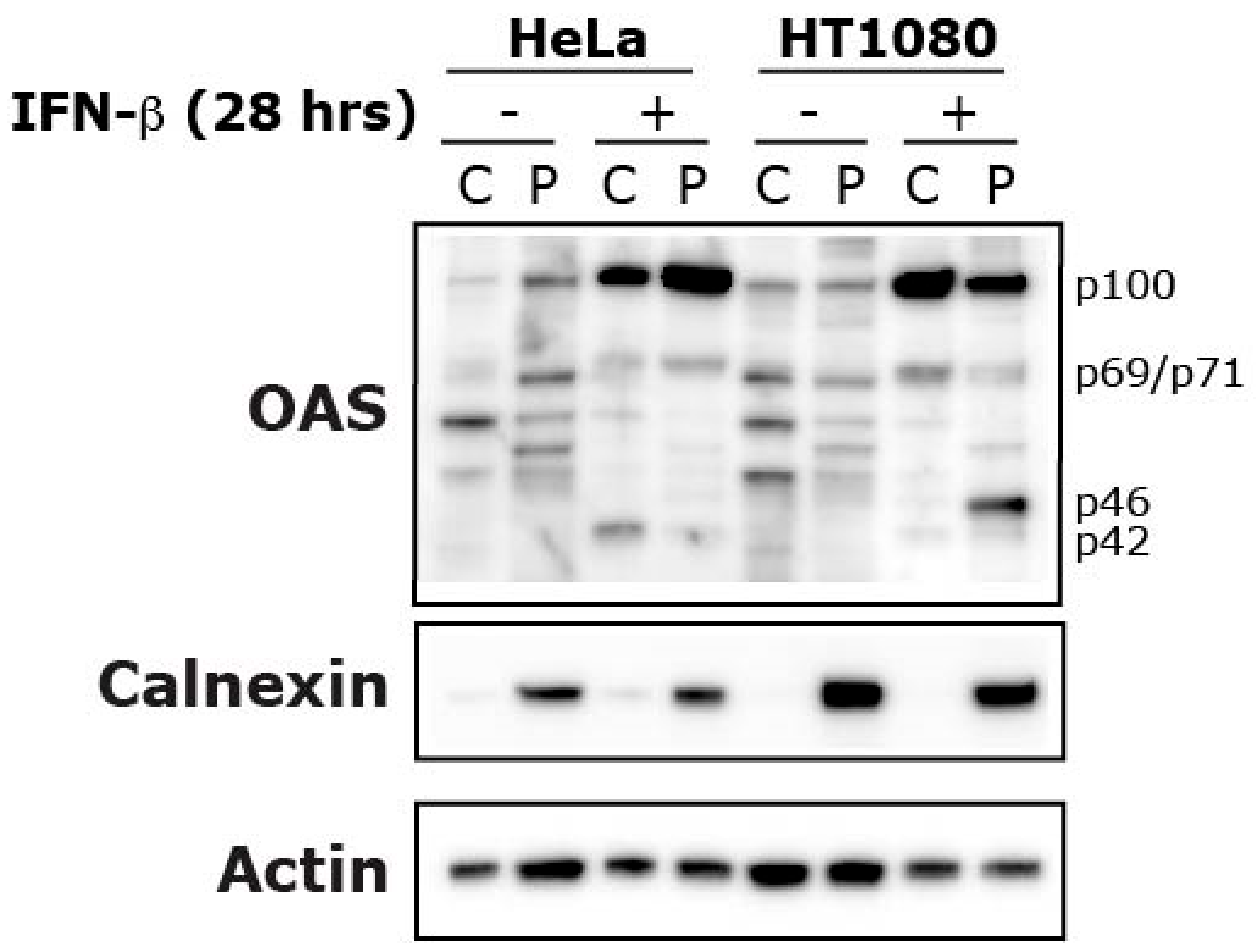 Viruses 11 01122 g004