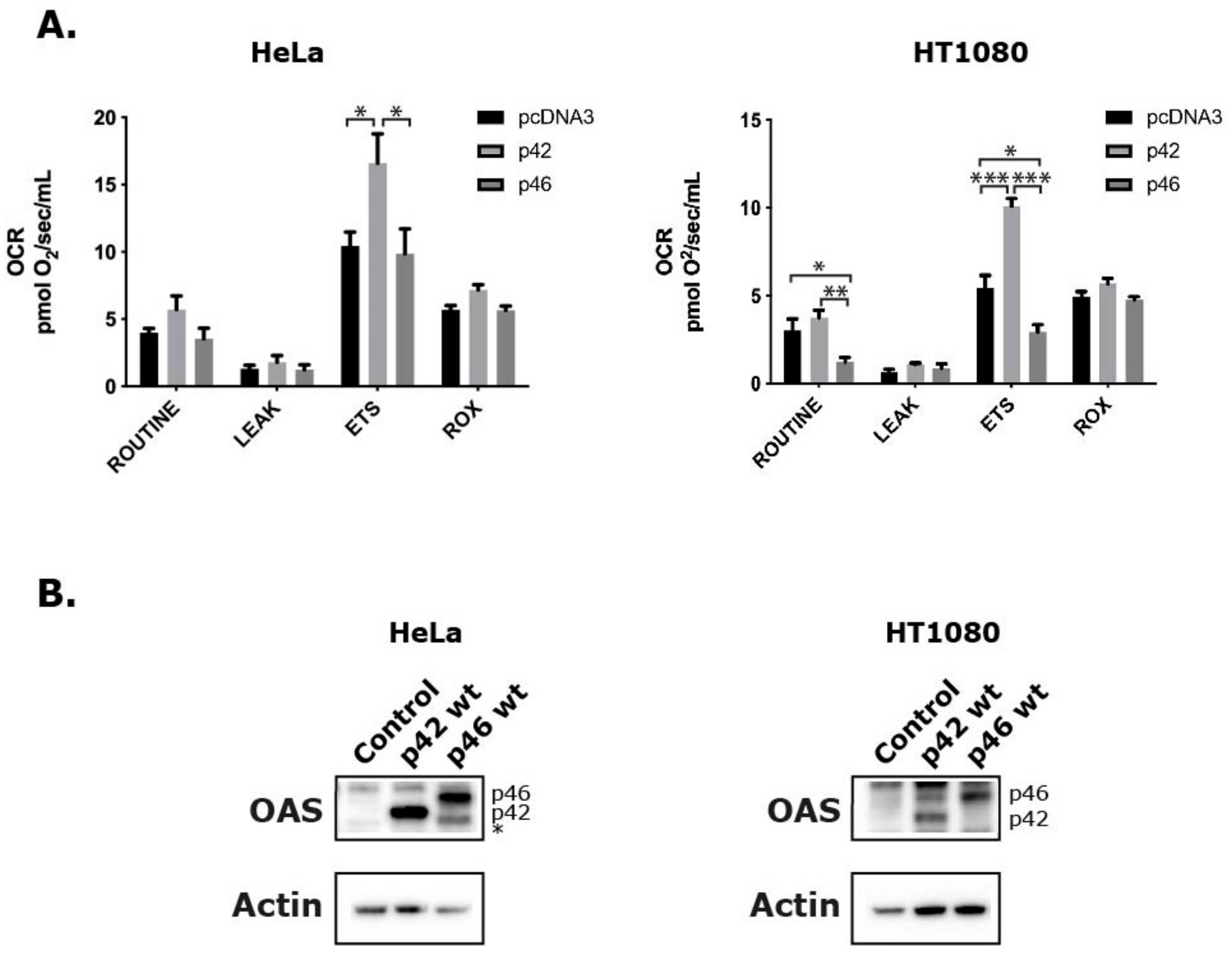Viruses 11 01122 g005