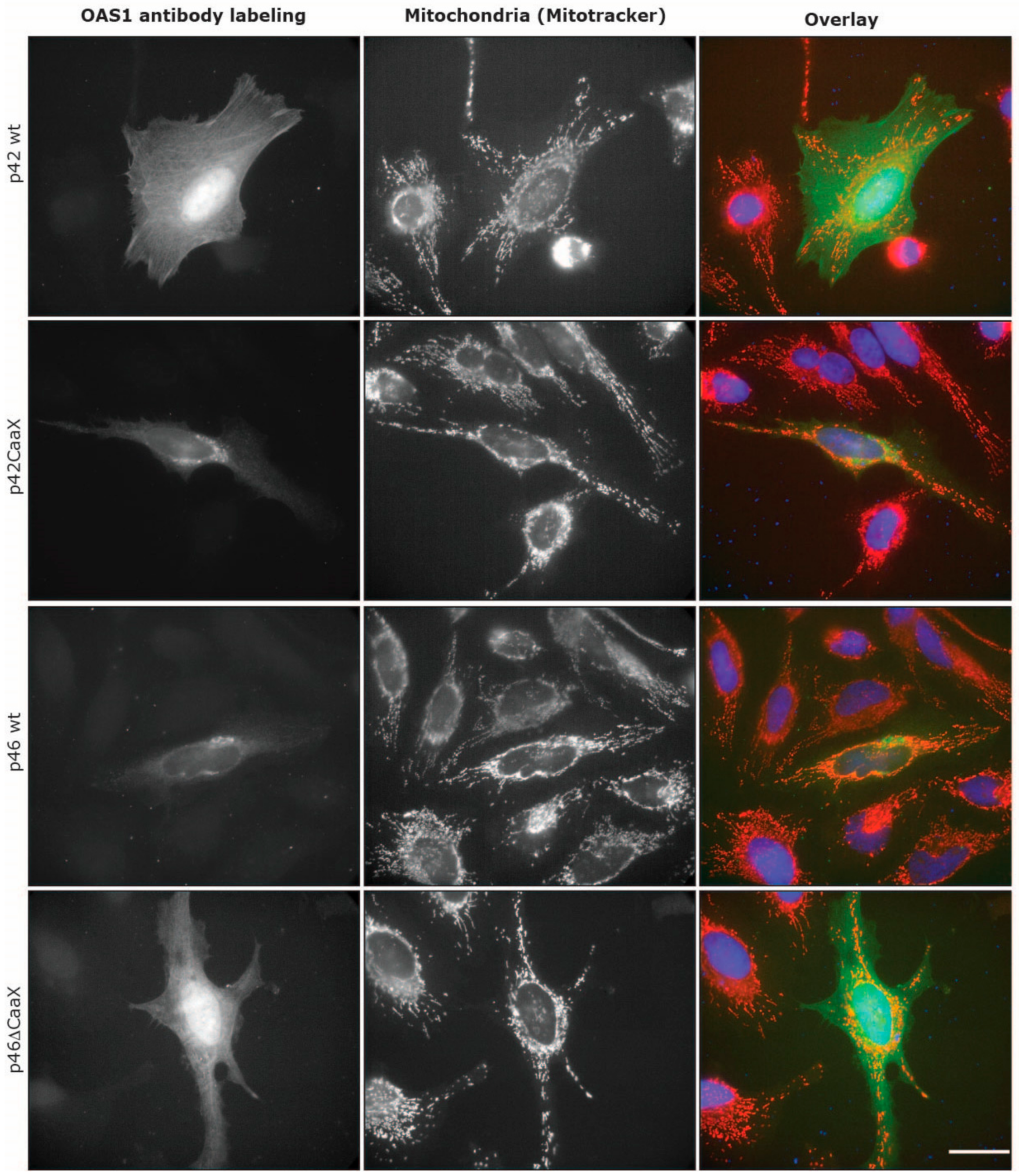 Viruses 11 01122 g006