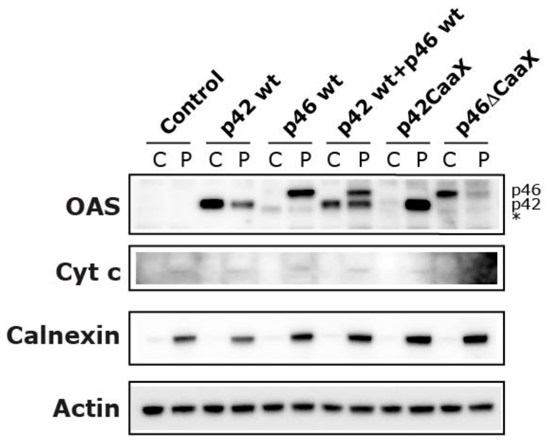 Viruses 11 01122 g007