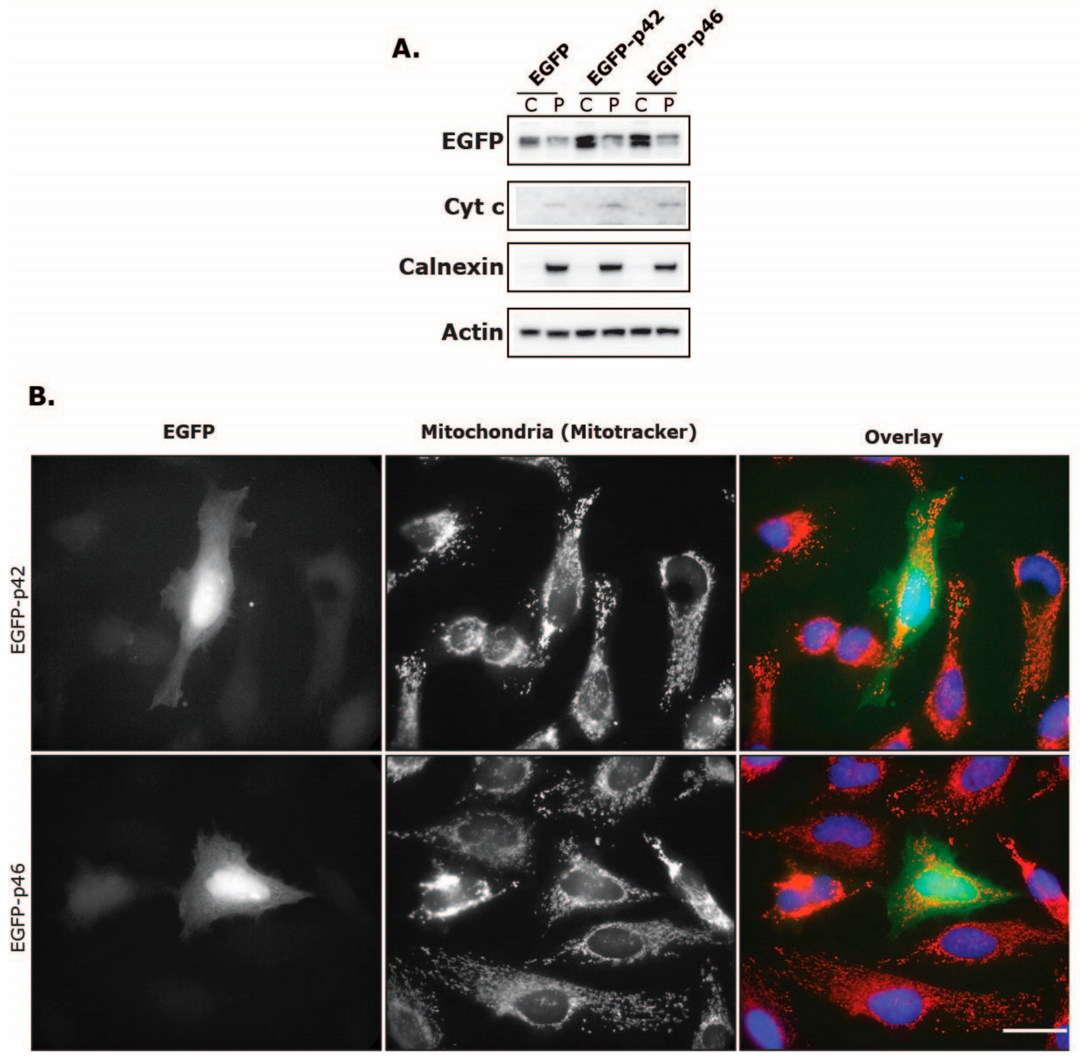Viruses 11 01122 g008