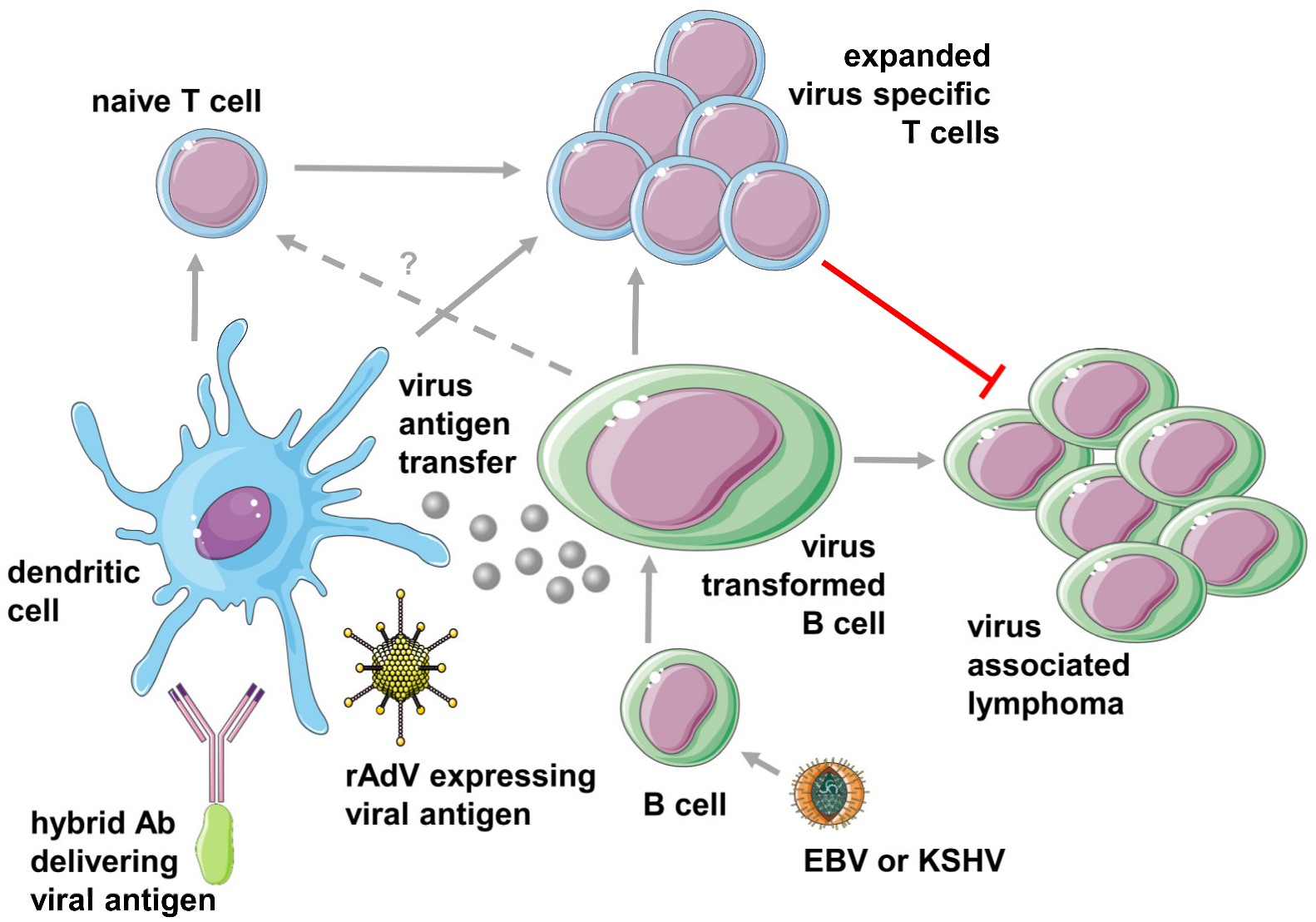 Viruses 11 01125 g001 Viruses 11 01125 g001