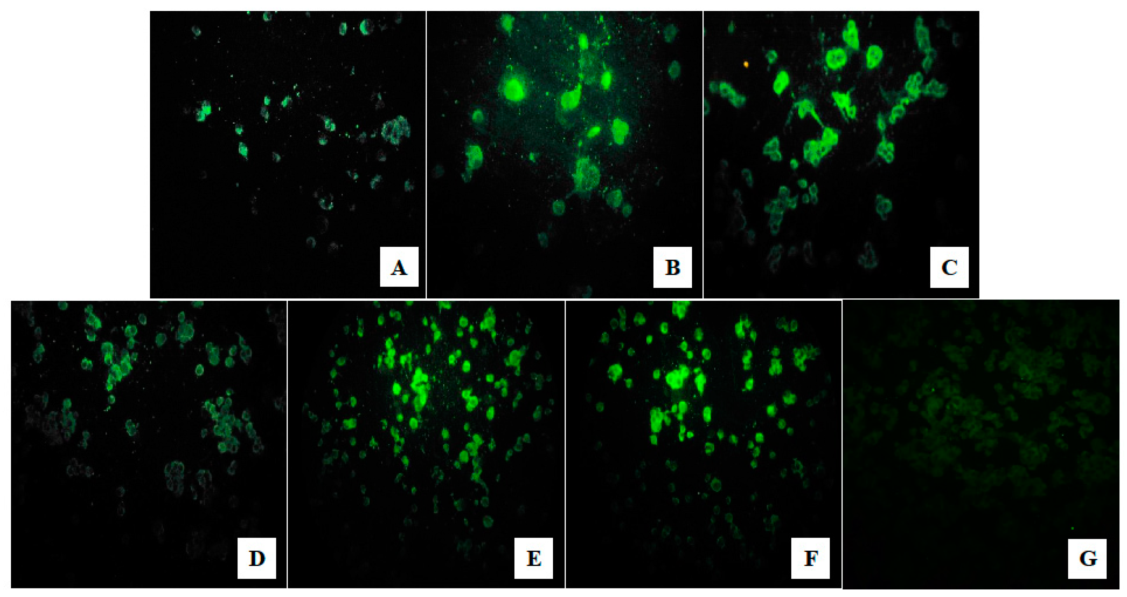 Viruses 11 01126 g002 Viruses 11 01126 g002