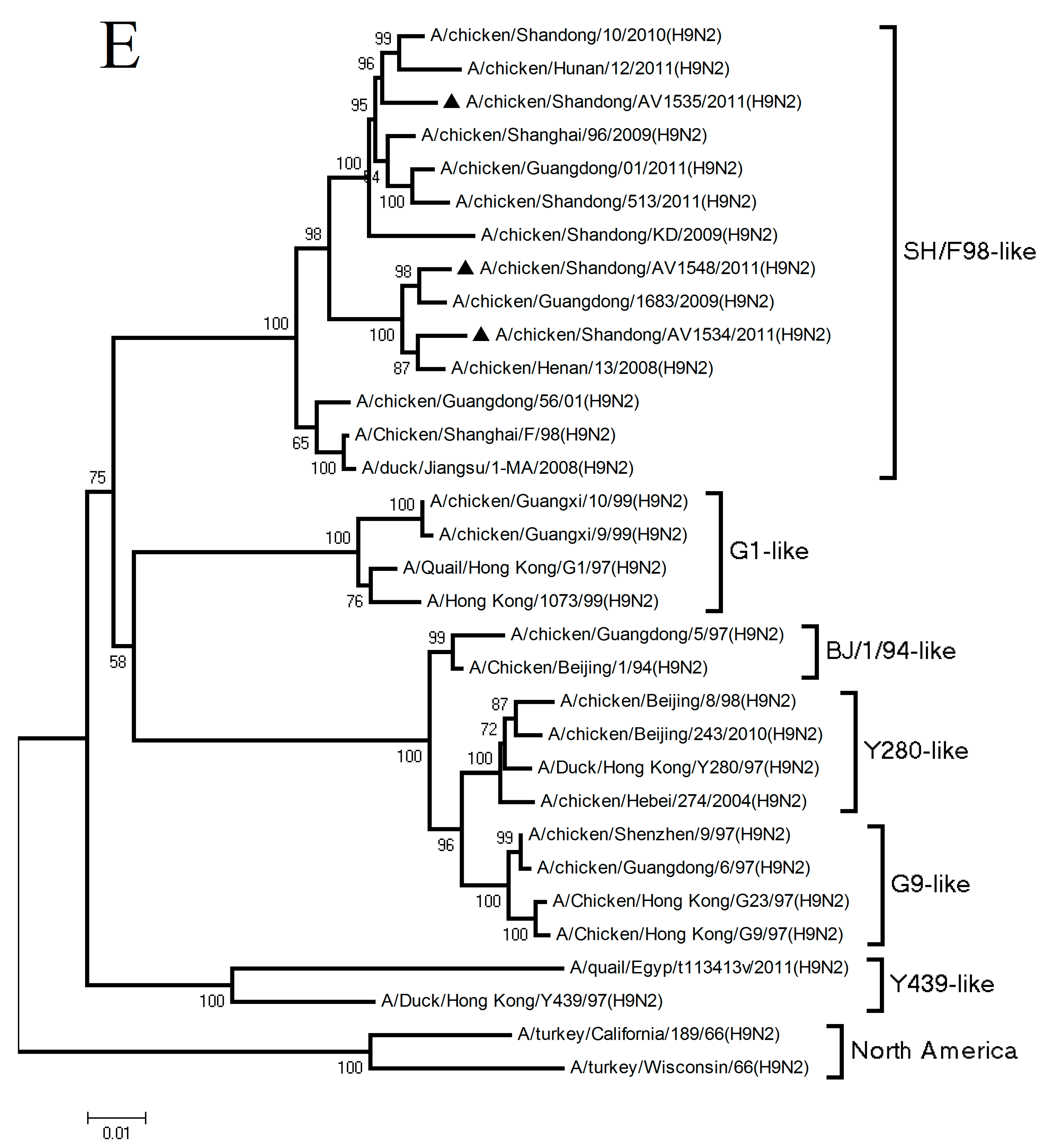 Viruses 11 01127 g001e Viruses 11 01127 g001e