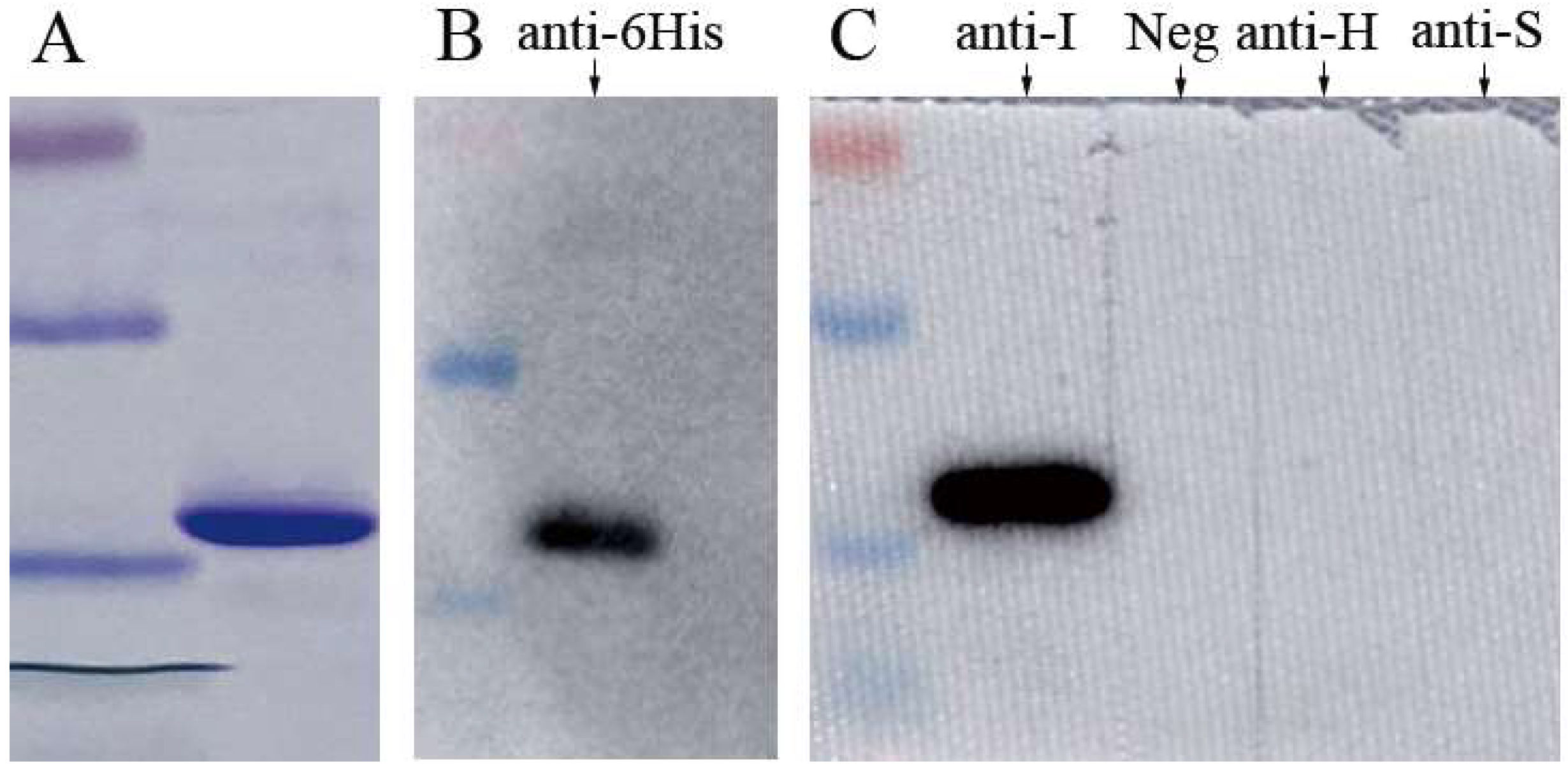Viruses 11 01128 g001 Viruses 11 01128 g001
