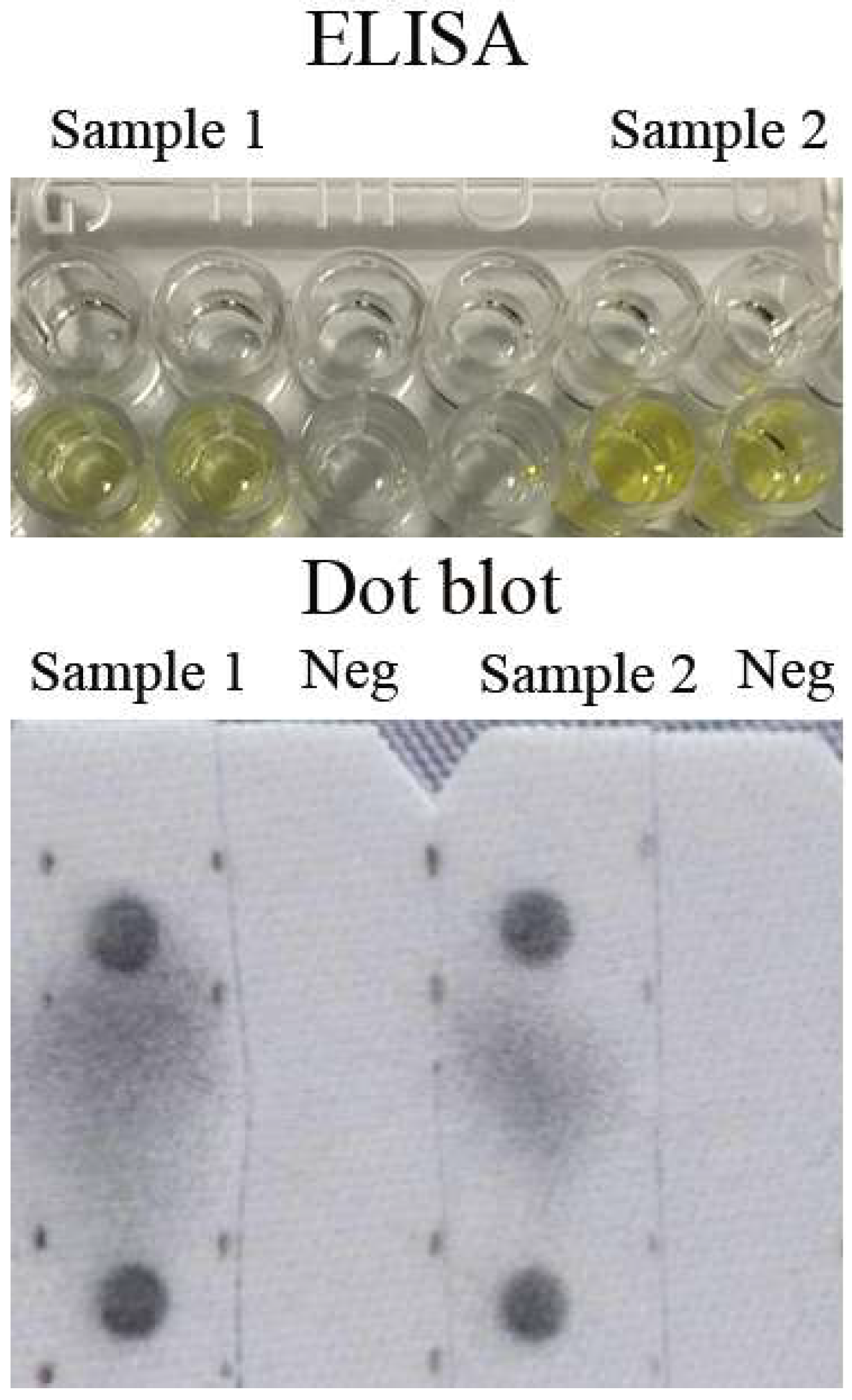 Viruses 11 01128 g002 Viruses 11 01128 g002