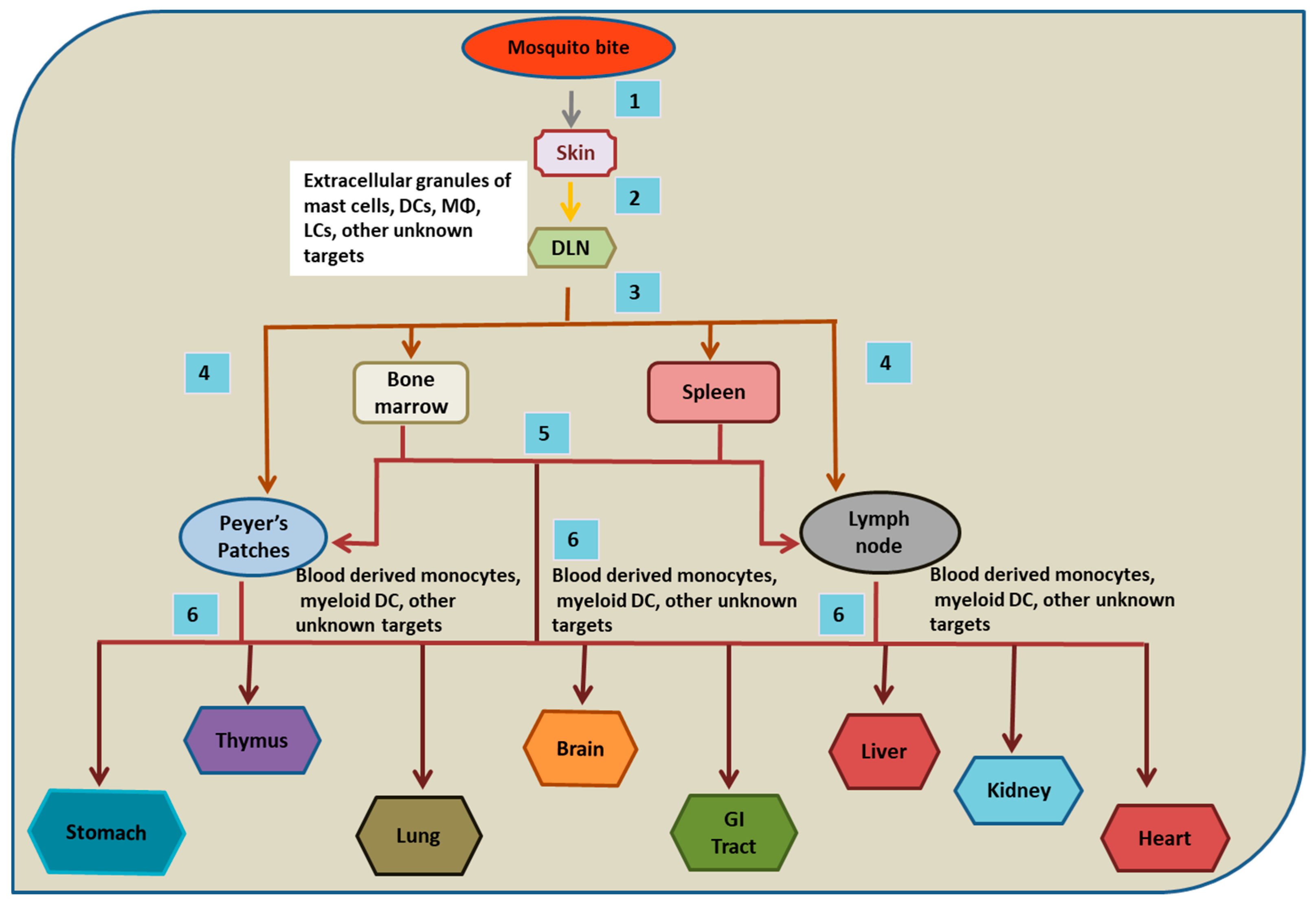 Dengue Virus Life Cycle In Human