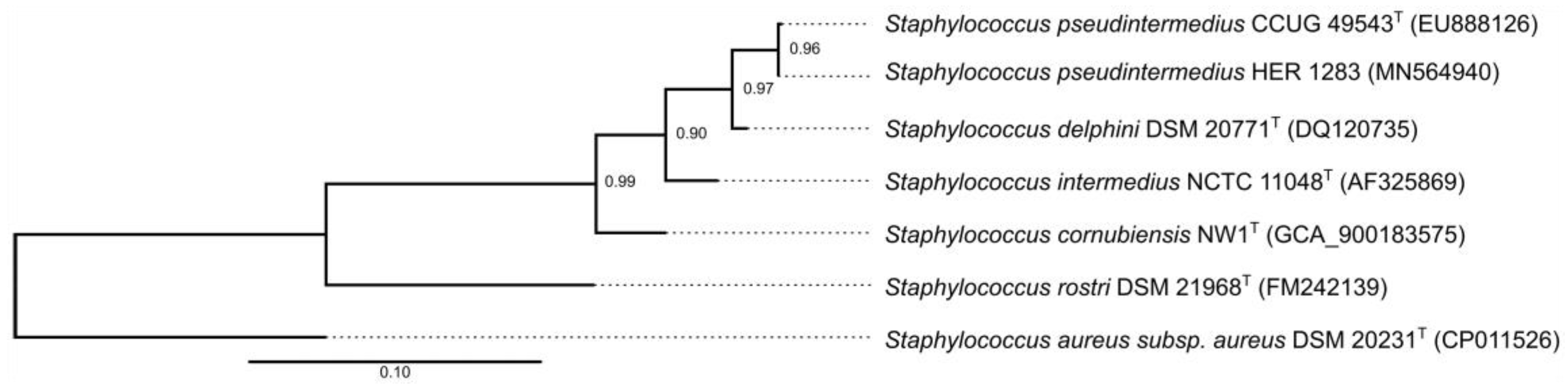 Viruses 11 01143 g002