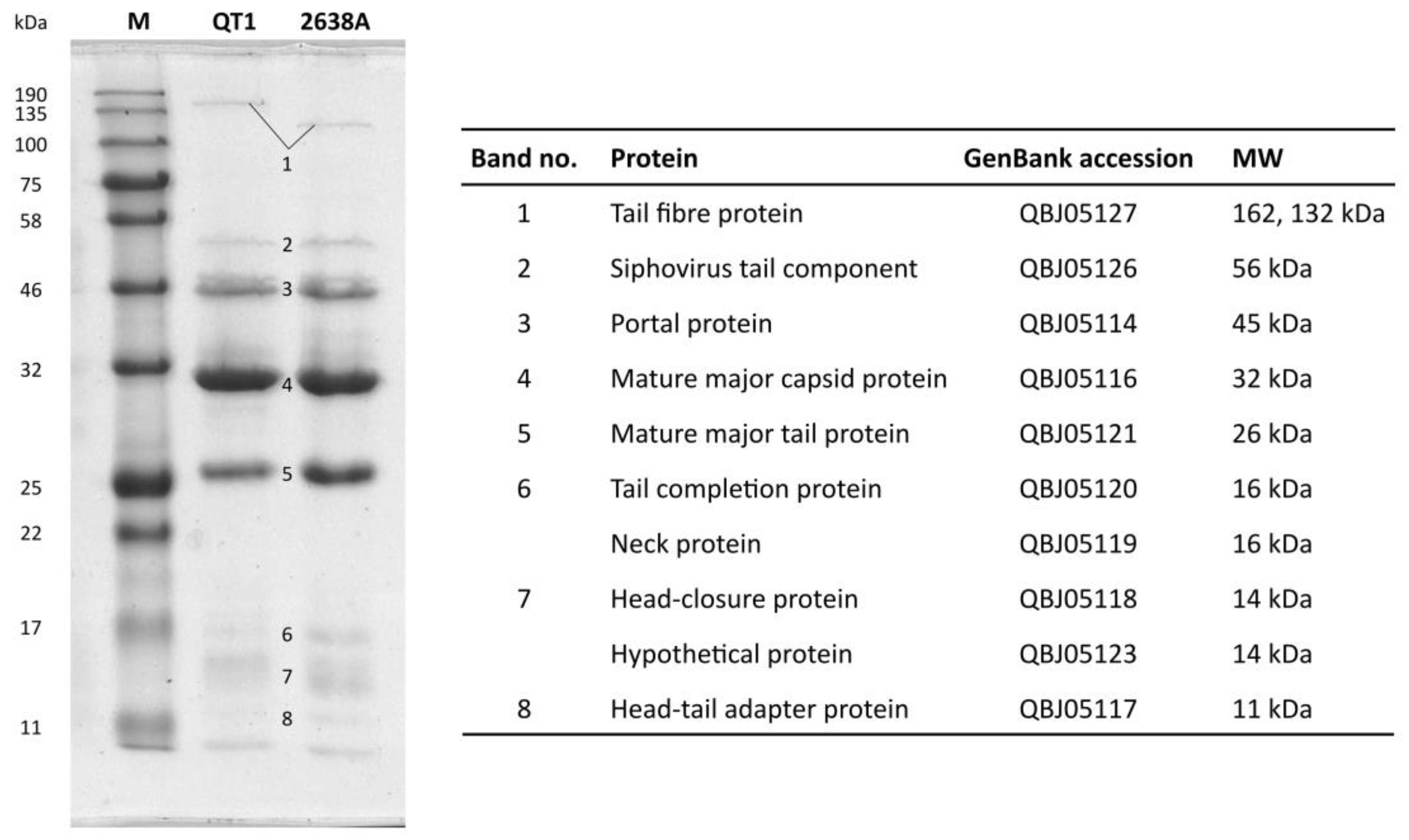 Viruses 11 01143 g003