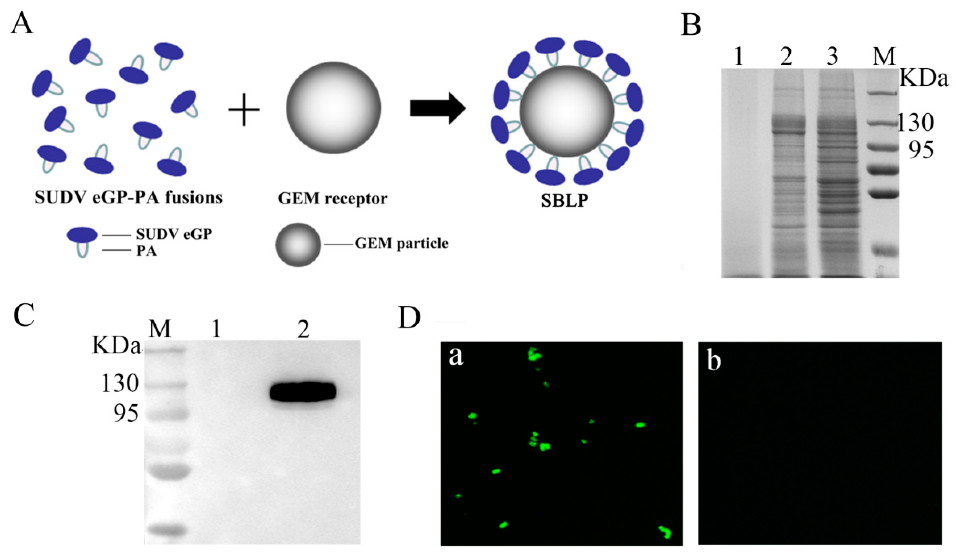 Viruses 11 01149 g002