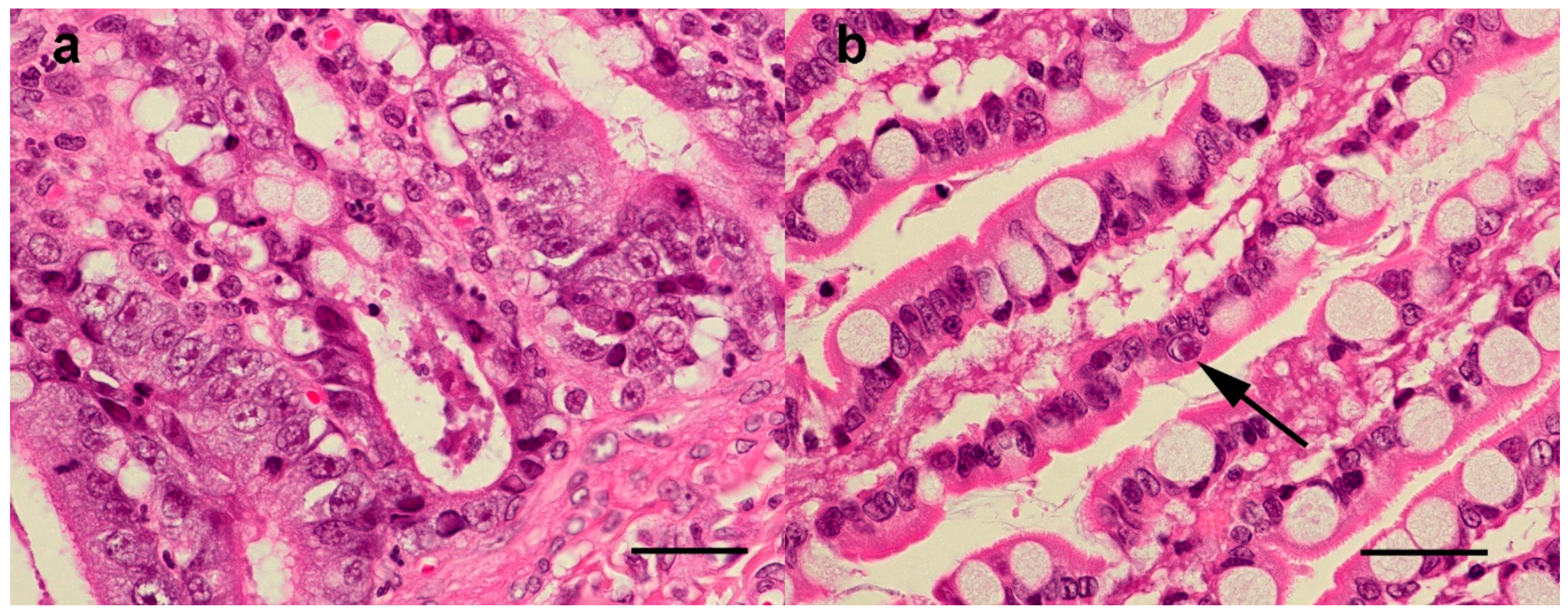 Viruses 11 01155 g005 Viruses 11 01155 g005