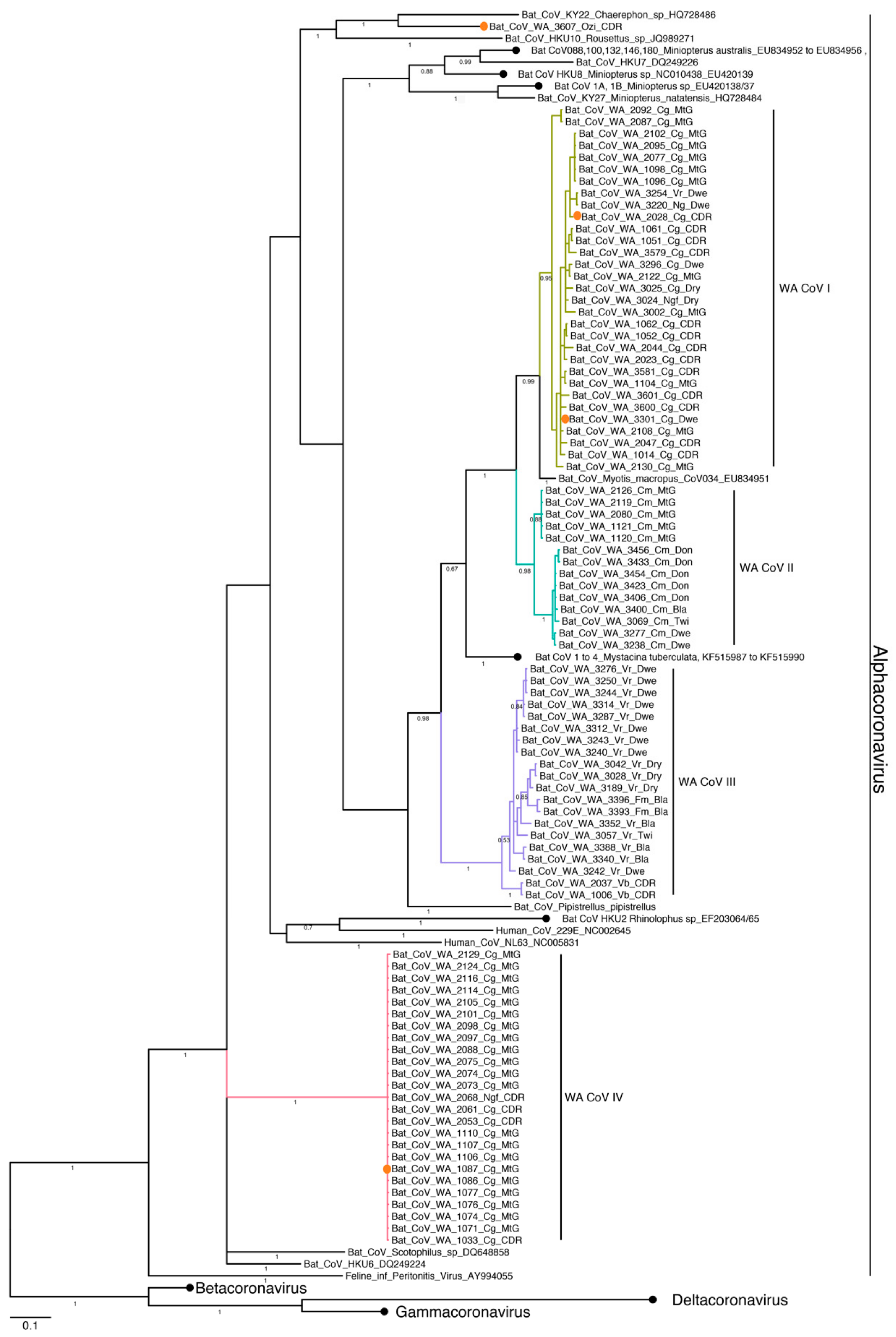 Viruses 11 01157 g003 Viruses 11 01157 g003