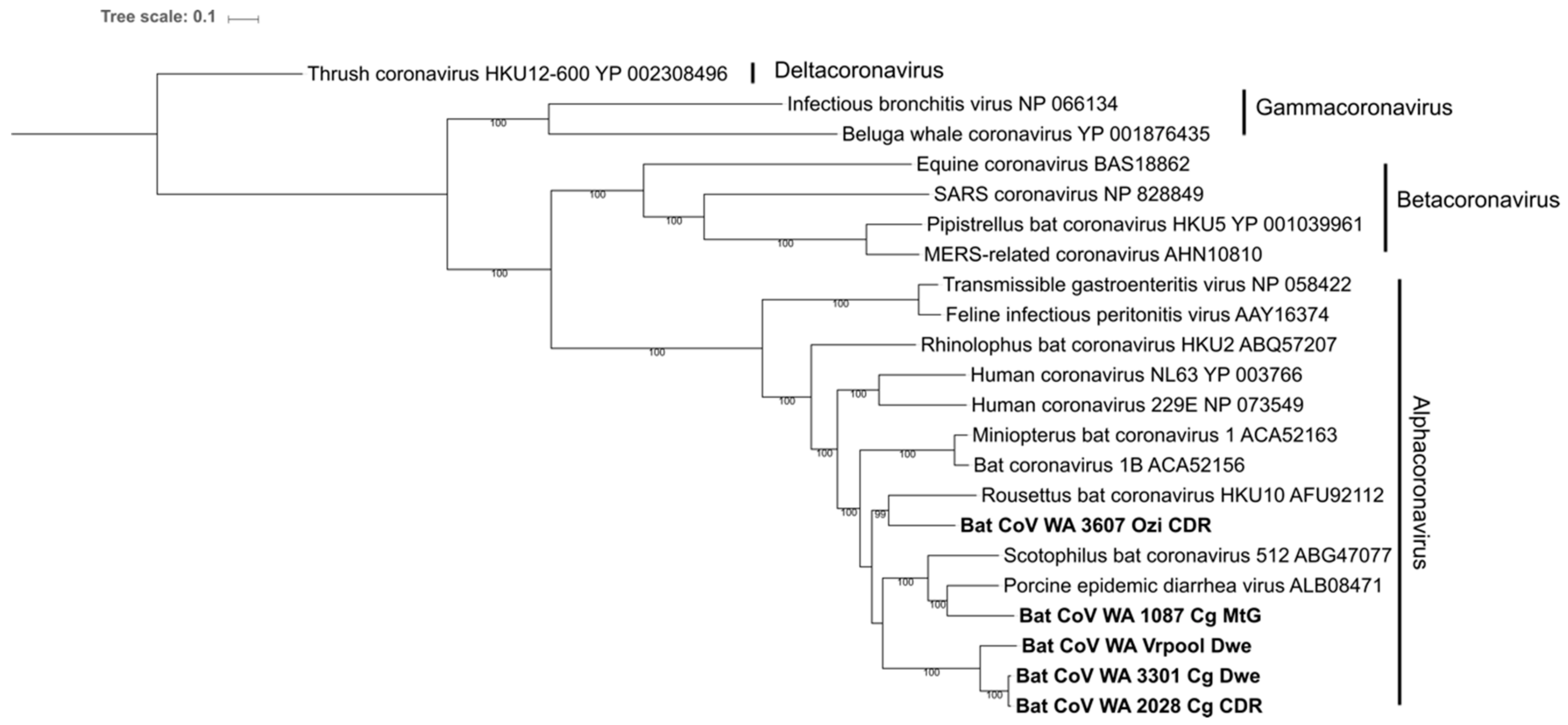 Viruses 11 01157 g004 Viruses 11 01157 g004