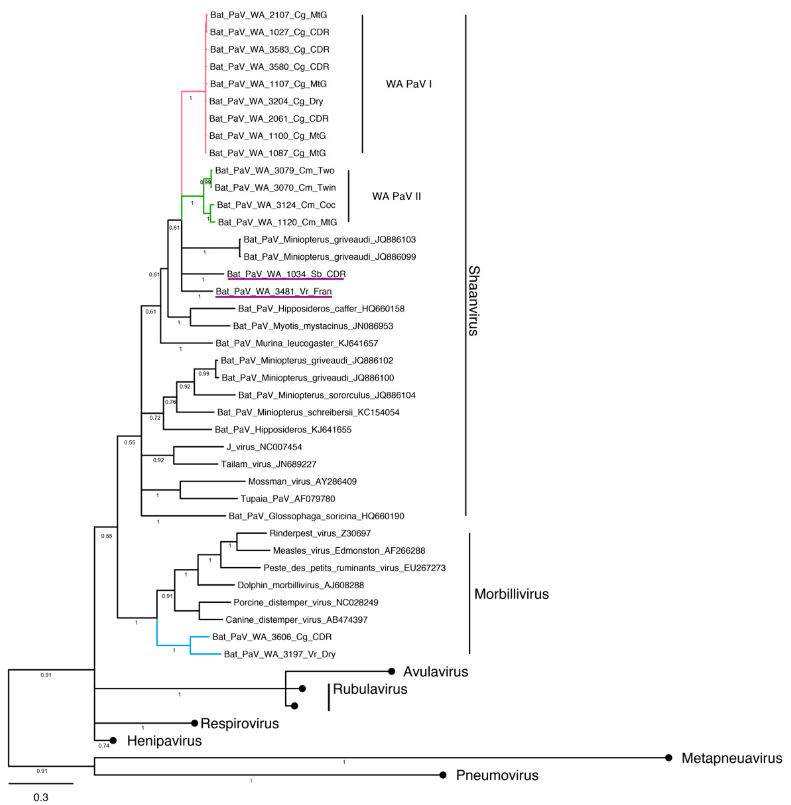 Viruses 11 01157 g005 Viruses 11 01157 g005