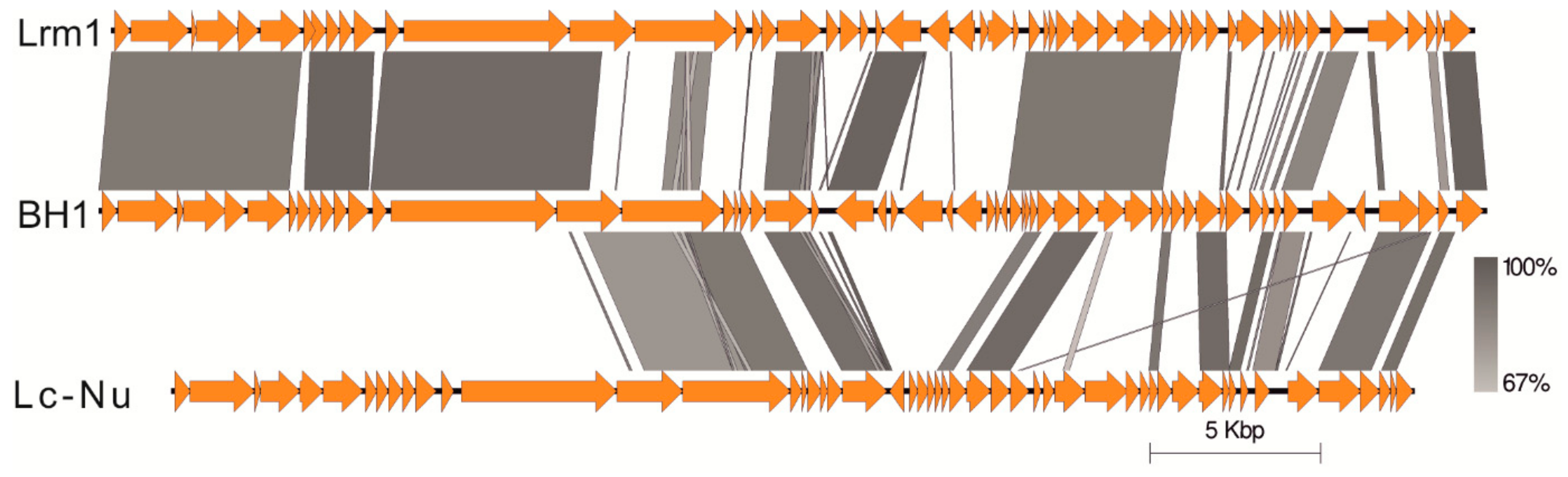 Viruses 11 01163 g004 Viruses 11 01163 g004