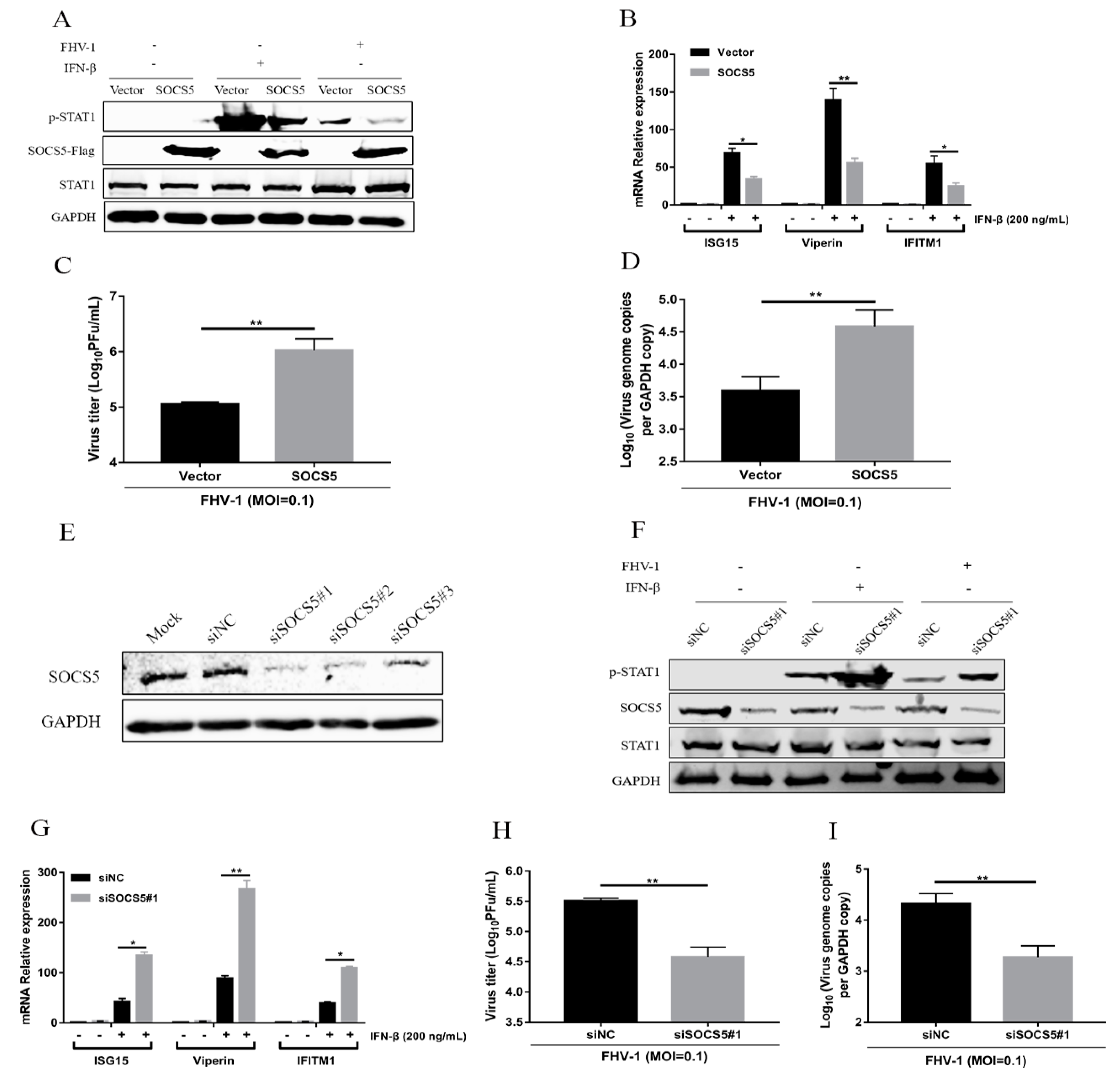 Viruses 12 00002 g007 Viruses 12 00002 g007