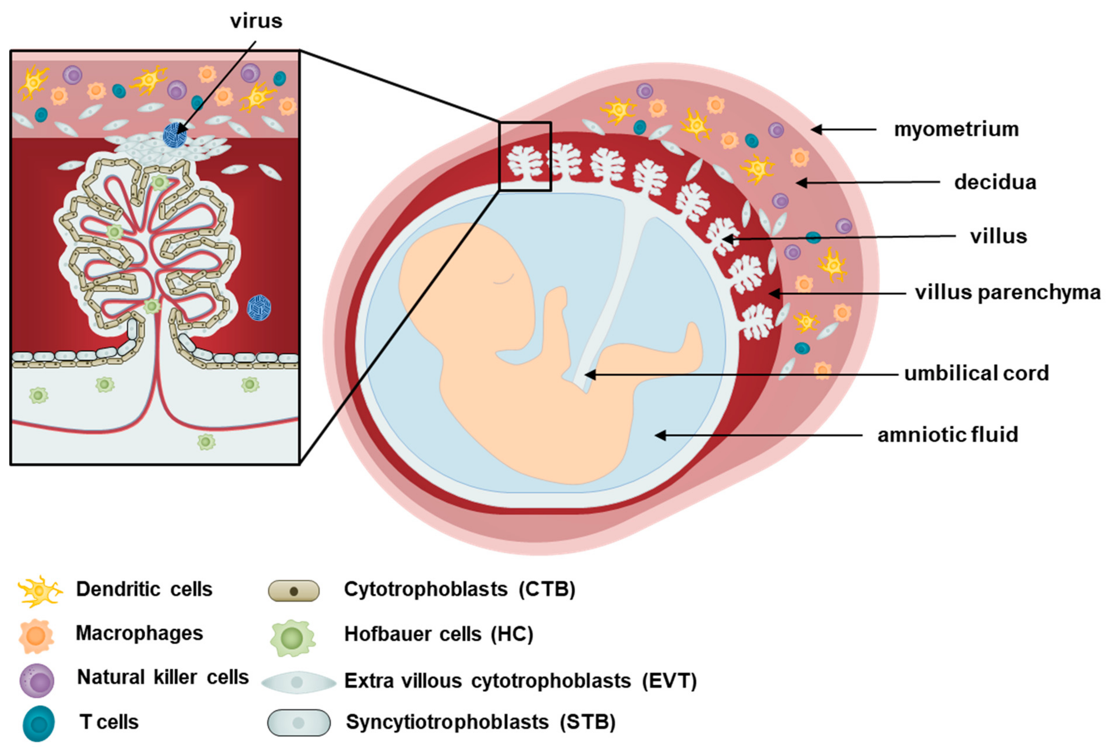 Viruses | Free Full-Text | Recent Updates on Research Models and Tools to  Study Virus–Host Interactions at the Placenta | HTML