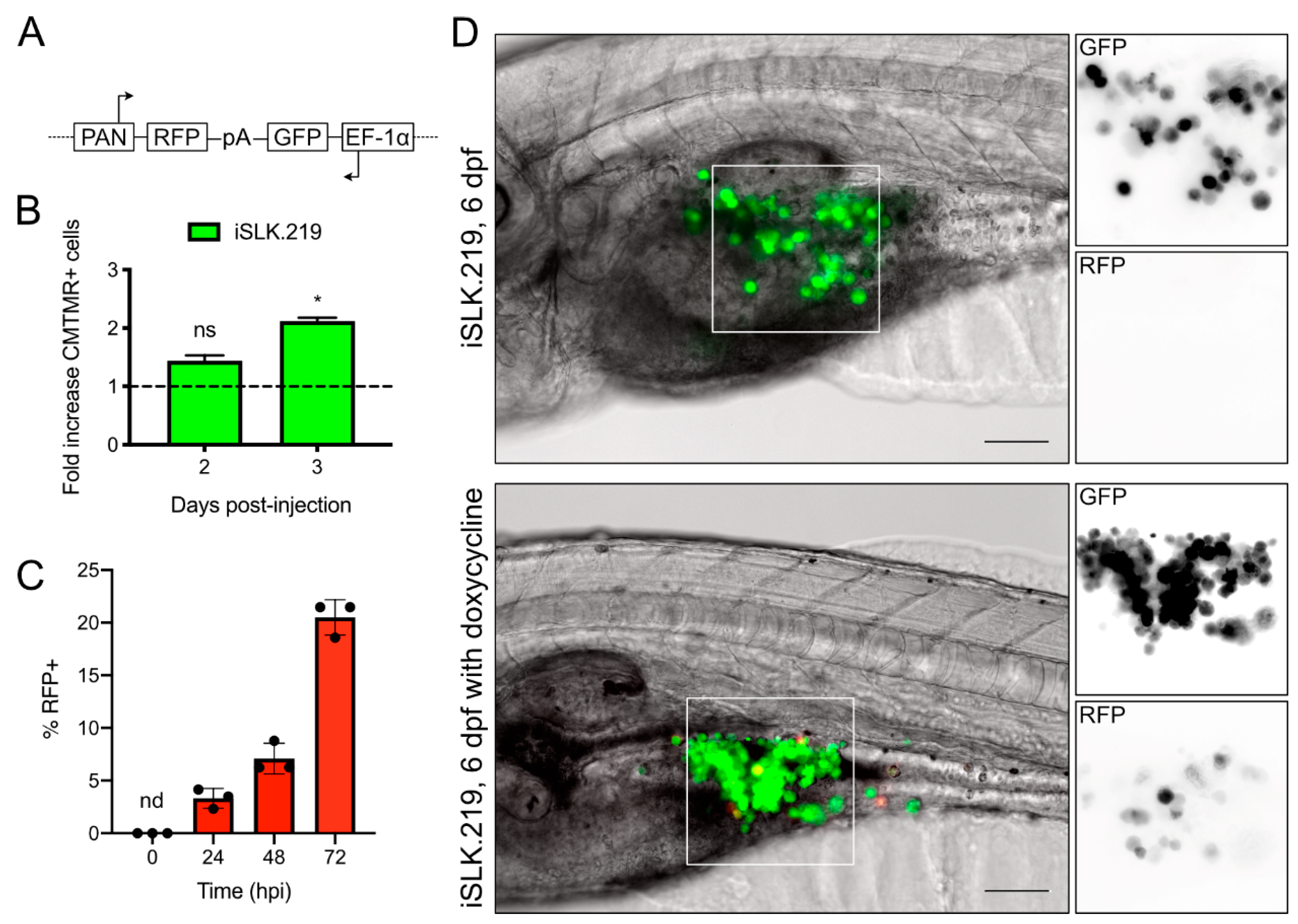 Viruses 12 00012 g002