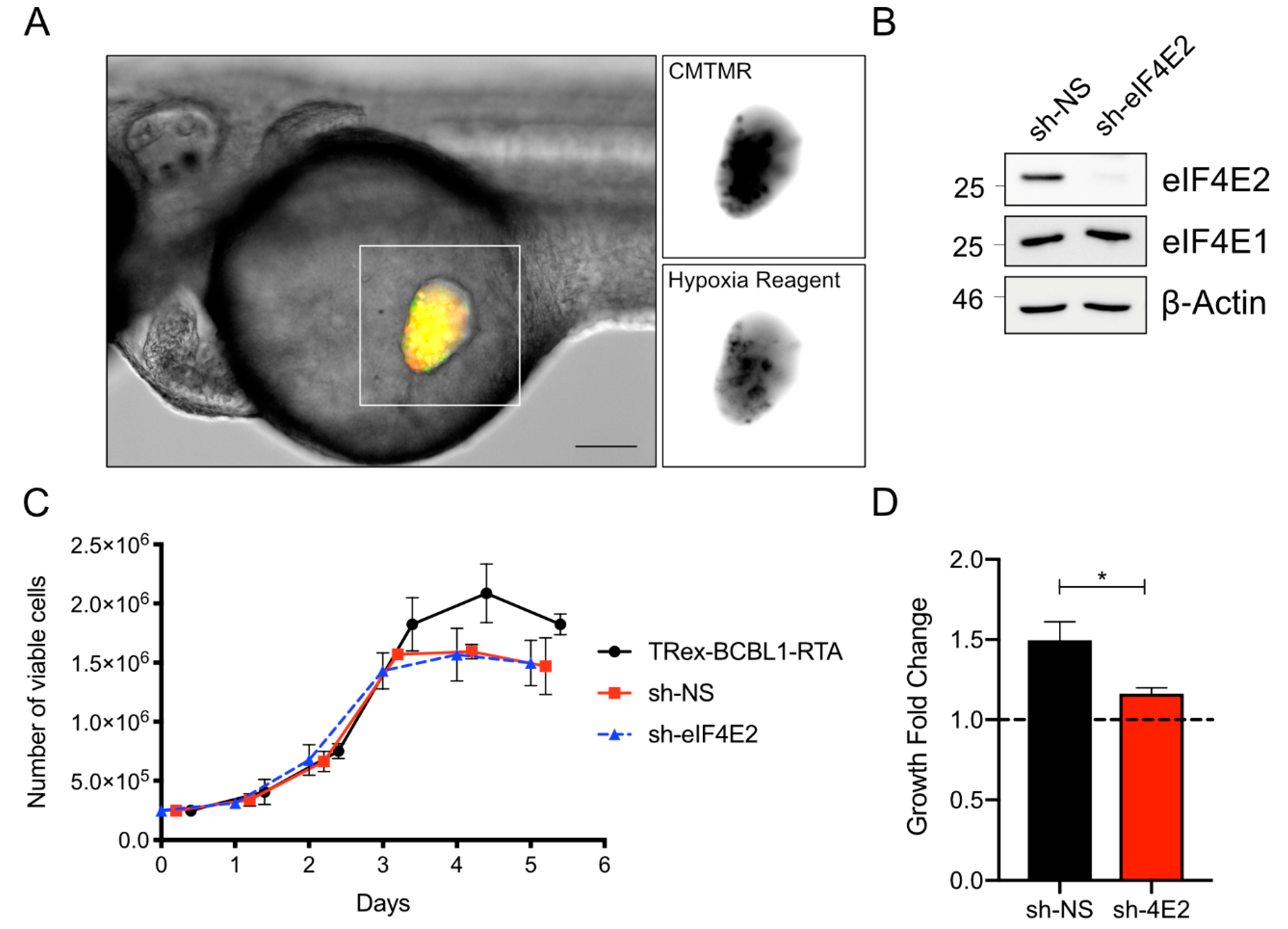 Viruses 12 00012 g004