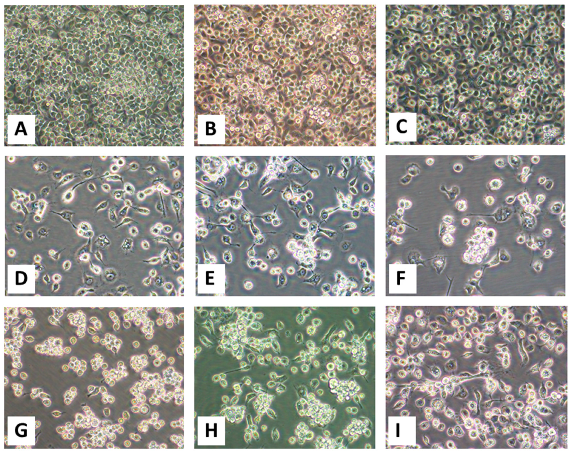 Viruses 12 00013 g002