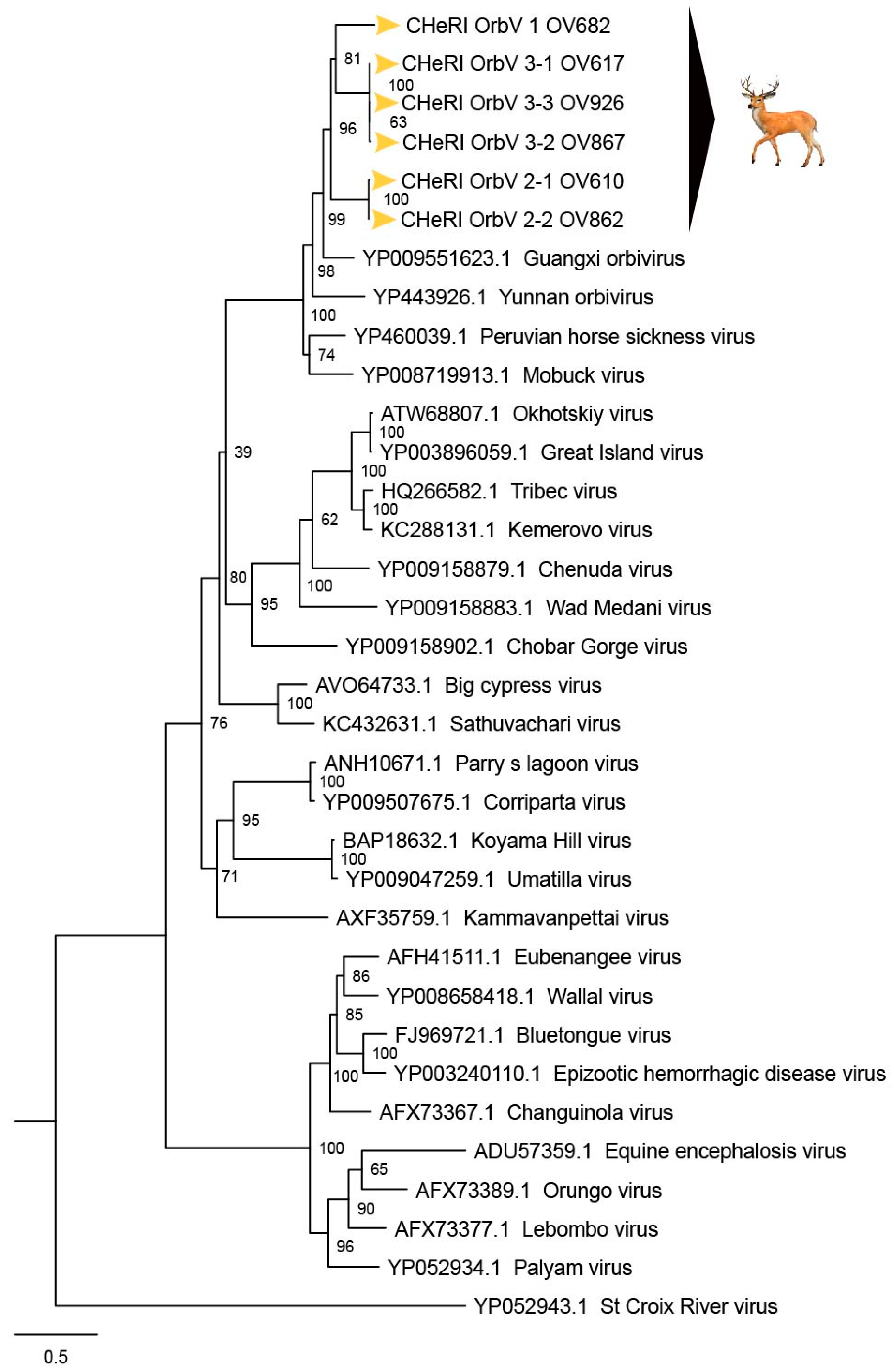 Viruses 12 00013 g004