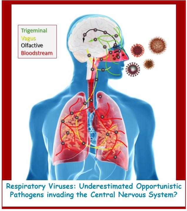 Respiratory virus