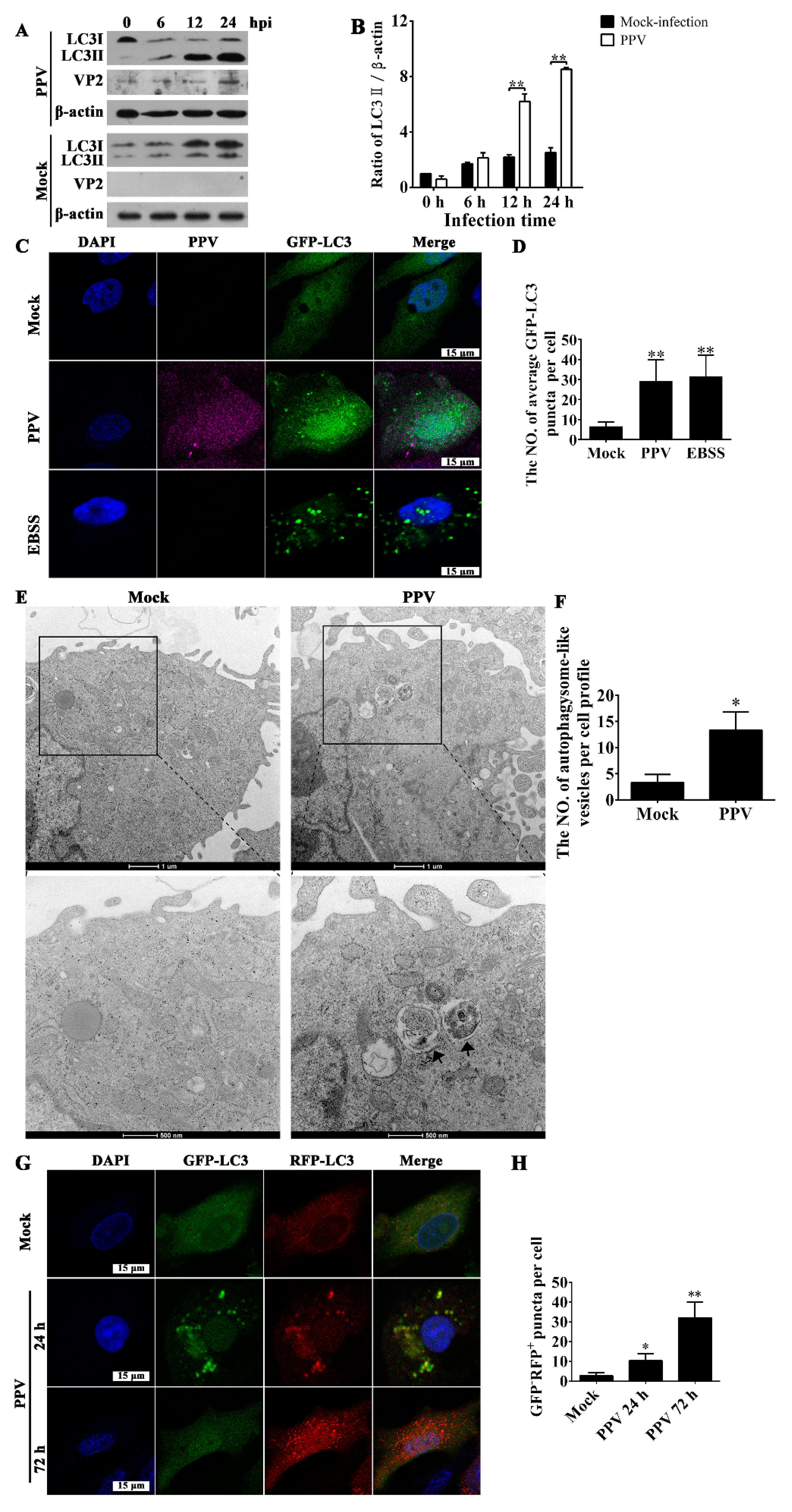 Viruses 12 00015 g001 Viruses 12 00015 g001