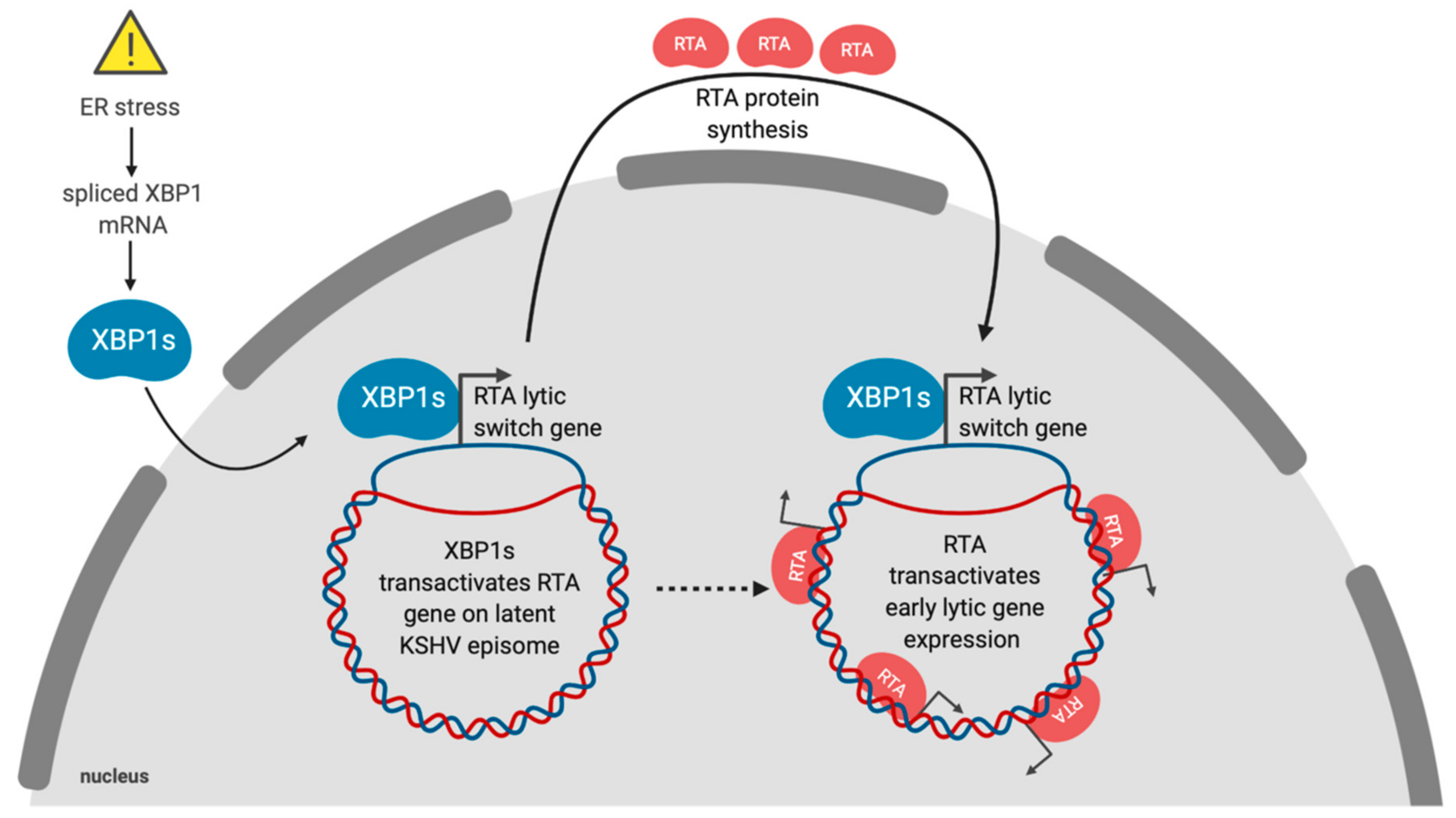 Viruses 12 00017 g002 Viruses 12 00017 g002
