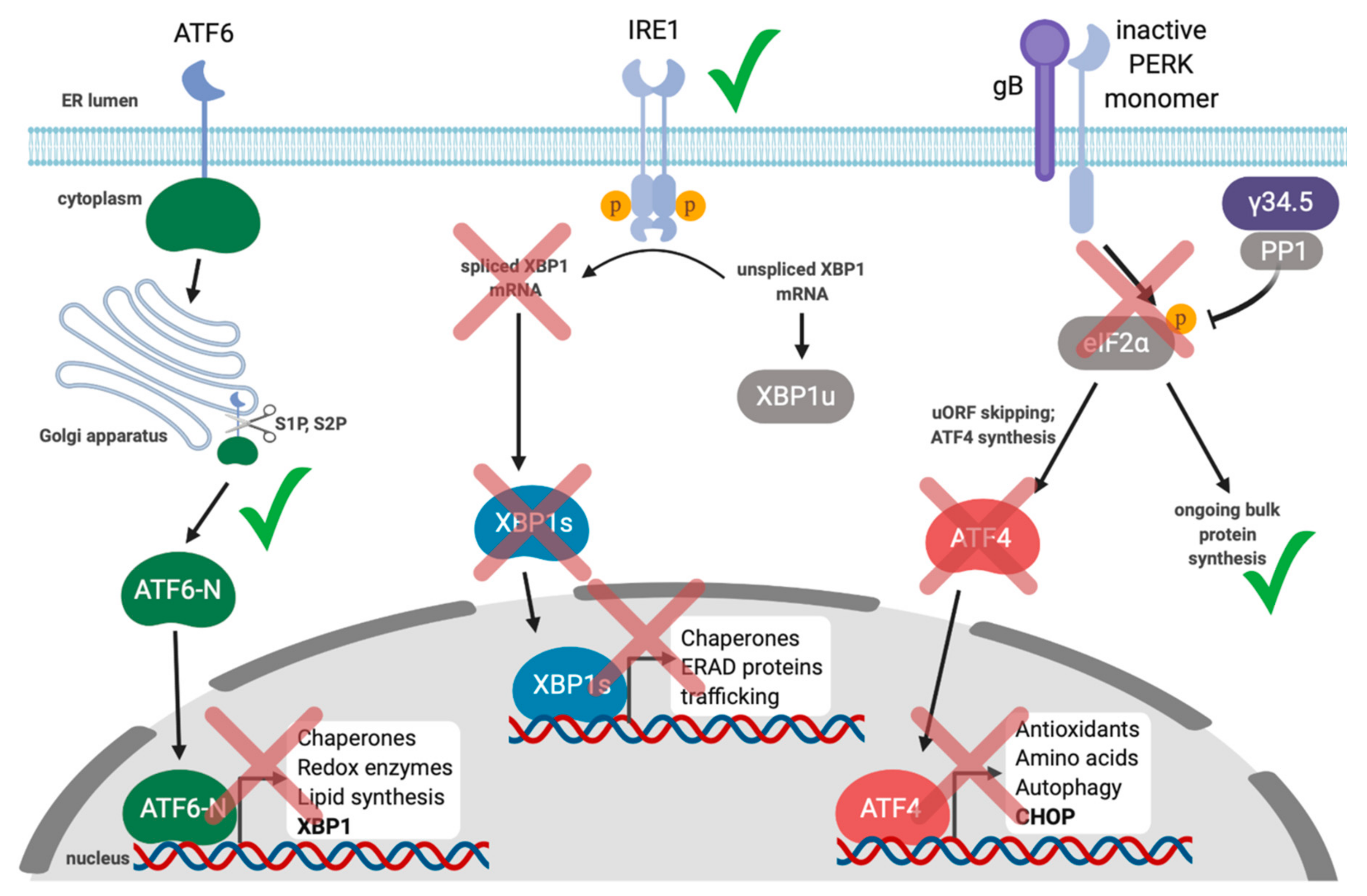 Viruses 12 00017 g005 Viruses 12 00017 g005