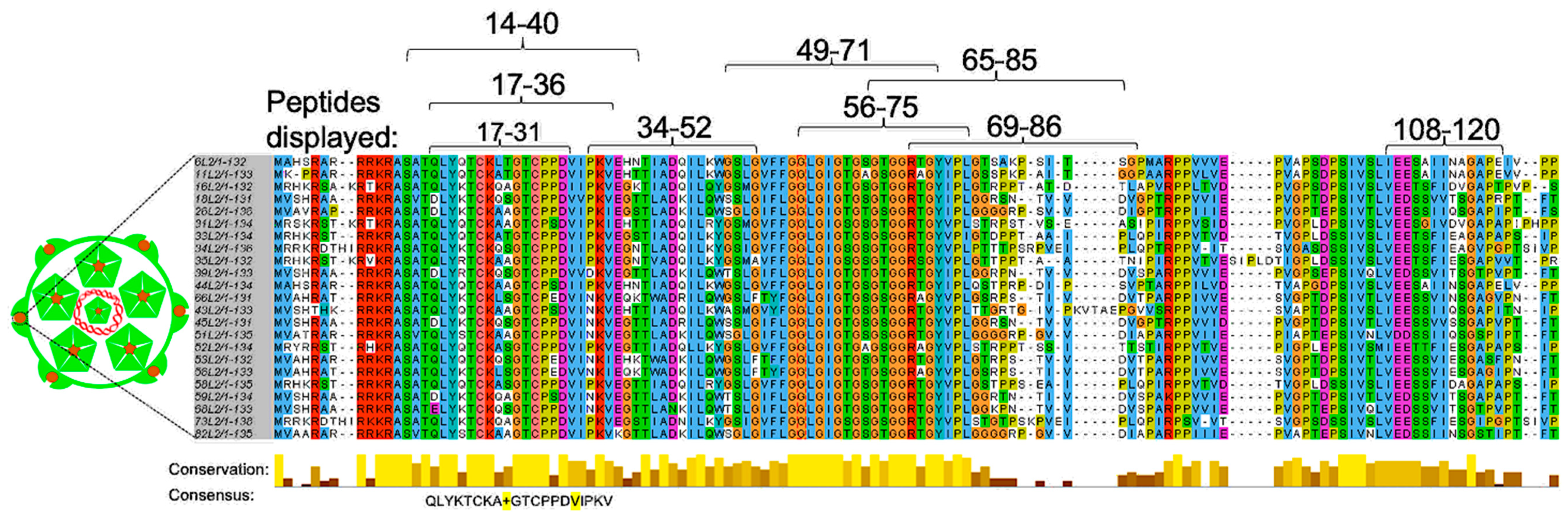 Viruses 12 00018 g003 Viruses 12 00018 g003