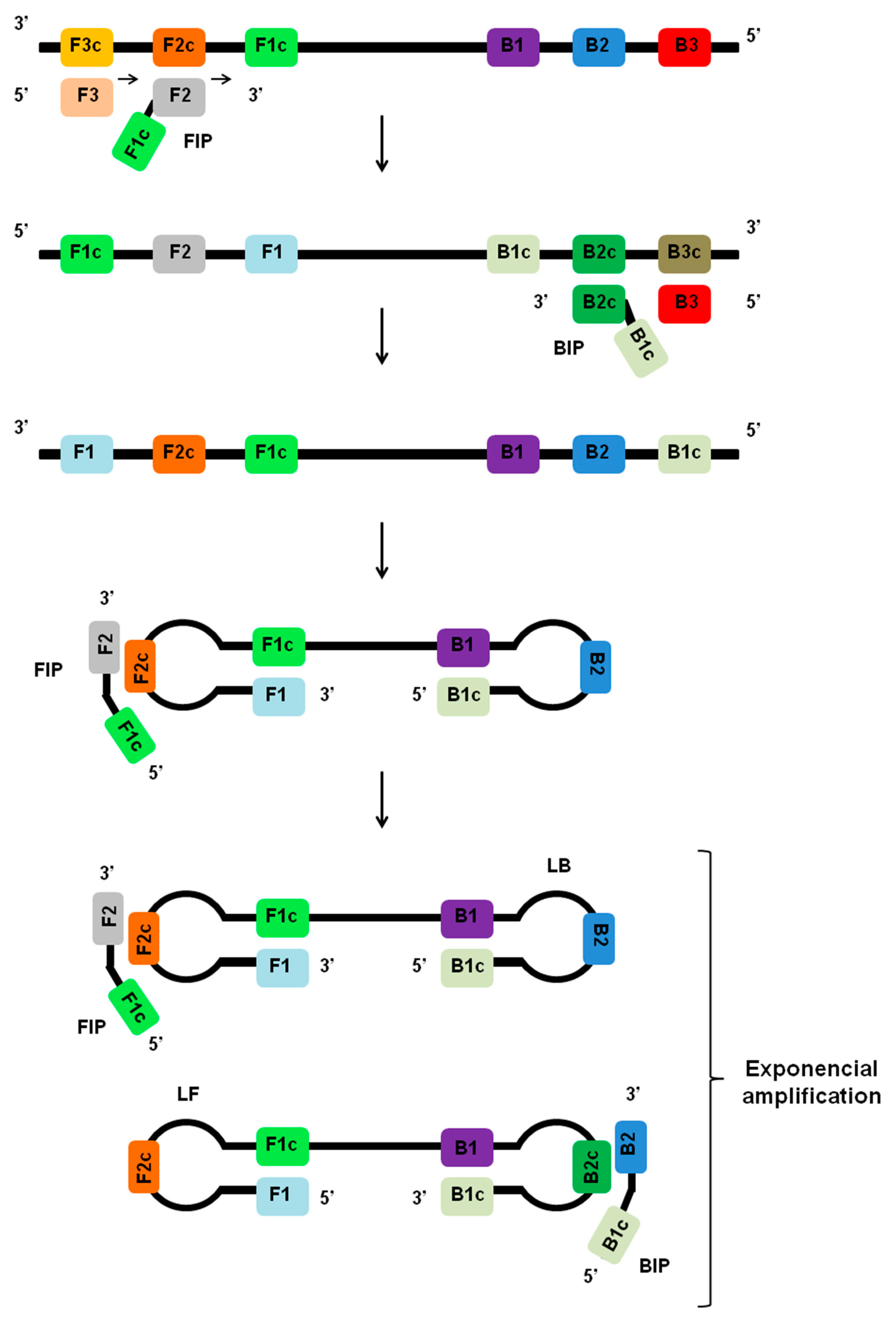 Refrescante Quemar oro Viruses | Free Full-Text | Loop-Mediated Isothermal Amplification (LAMP) for the Diagnosis of Zika Virus: A Review Refrescante Quemar oro Viruses | Free Full-Text | Loop-Mediated Isothermal Amplification (LAMP) for the Diagnosis of Zika Virus: A Review