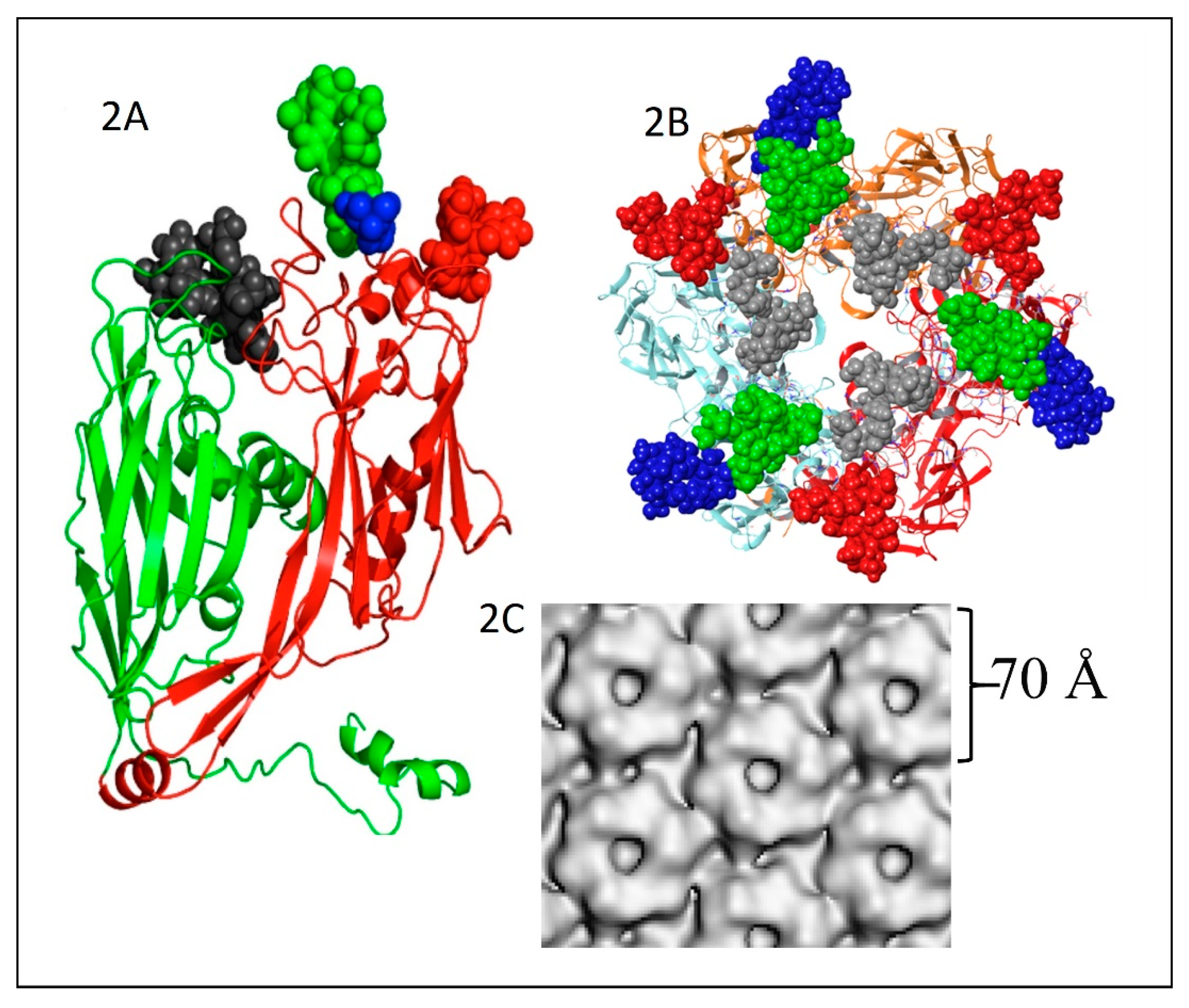 Viruses 12 00020 g002