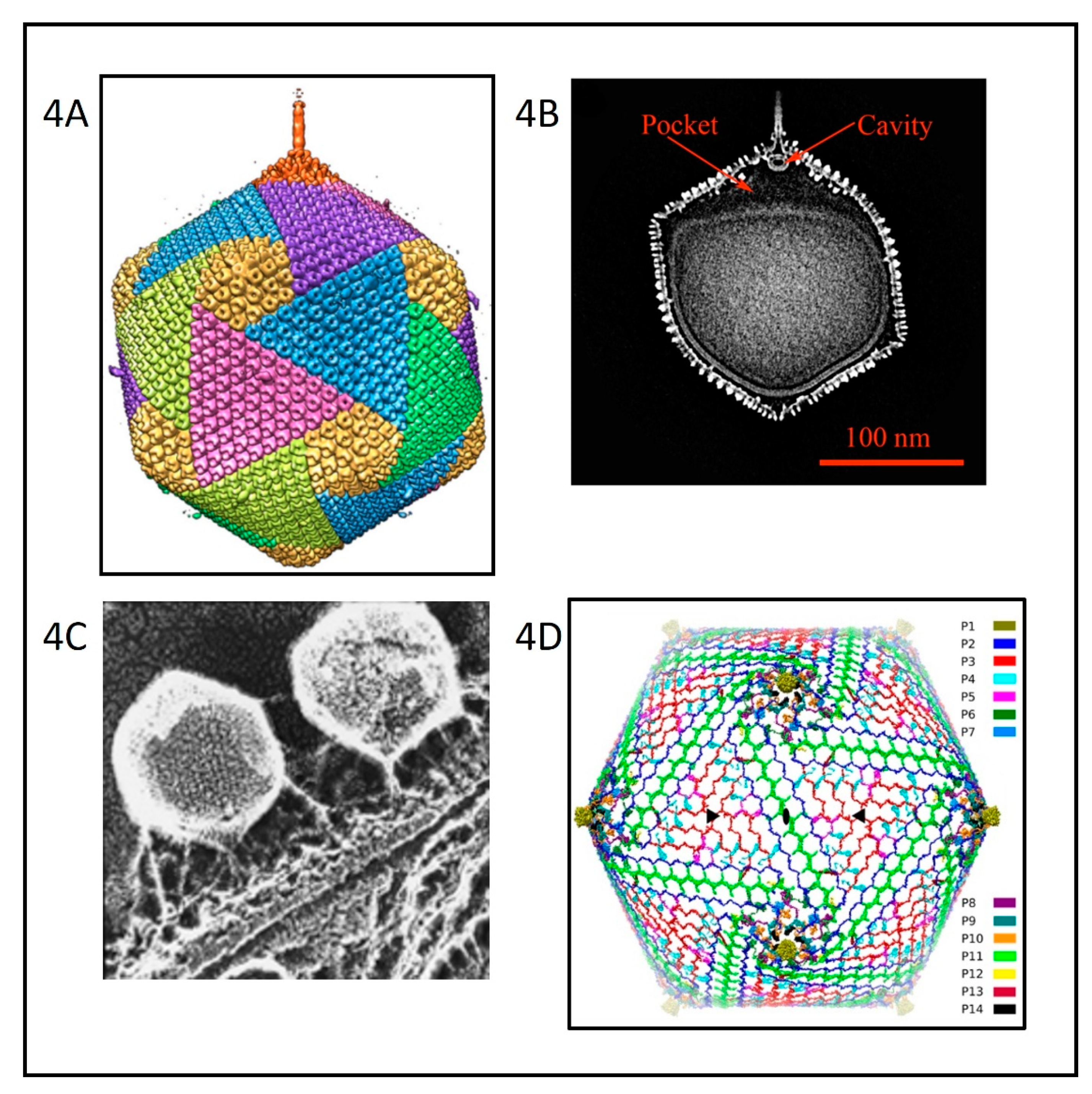 Viruses 12 00020 g004