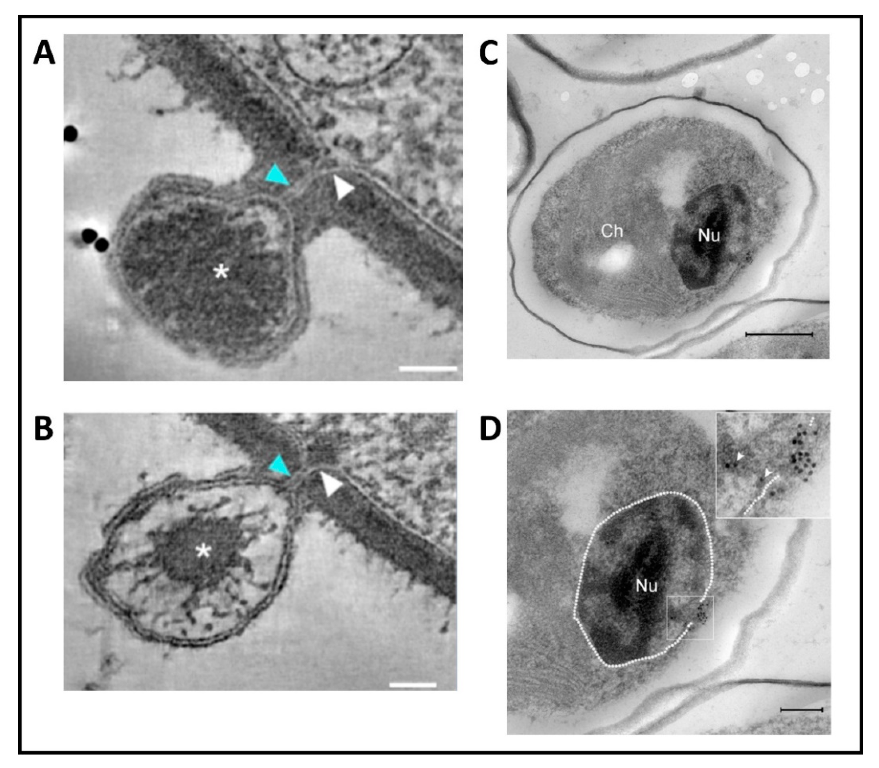 Viruses 12 00020 g007