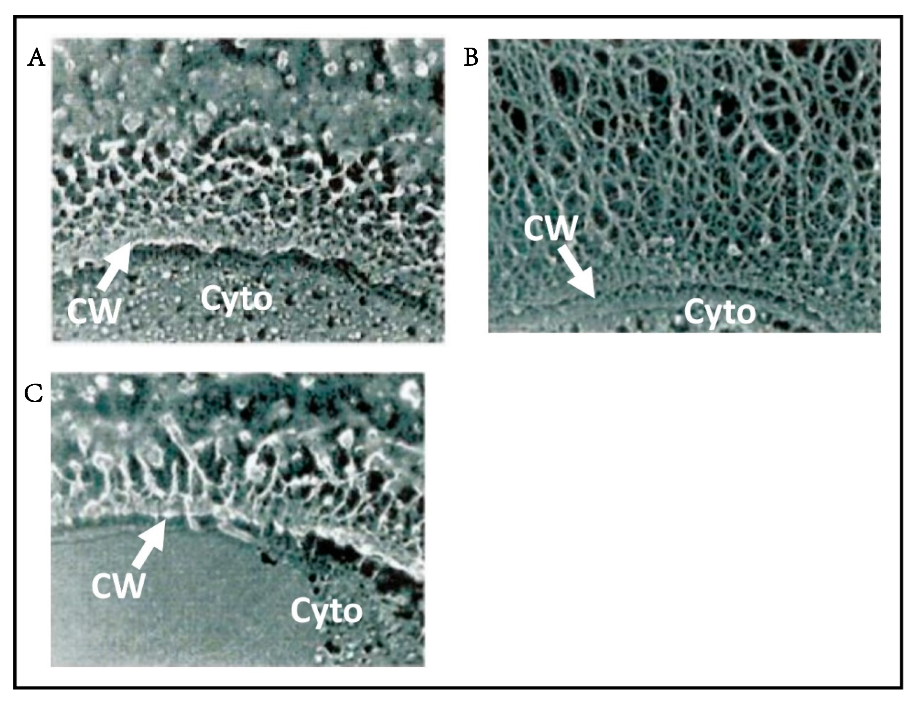 Viruses 12 00020 g009